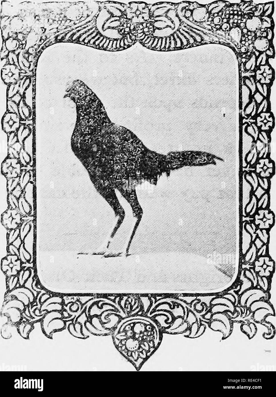 . A-Z der Tauben und zwerghühner. Tauben, Bantam Hühner. 82 Seabright Zwerghühner wurden von Sir John seabright, ein englischer Edelmann, über hundert und Zwanzig entstanden - vor fünf Jahren. Es dauerte diese Adligen viele Jahre alle Kreuze zu entwickeln und damit das Produkt zu mischen, um schließlich den Charmantesten der bantam Stämme entwickeln, aber mit großer Ausdauer, die er mit der Rasse voran, bis er alle Schwierigkeiten überwunden hatte und wenn er sonst nichts hat hinter sich gelassen einen Namen, wird immer bekannt sein, und ein bleibendes Denkmal zu seinen Geschmack und Geschick als Züchter. Es ist die vermeintliche Stockfoto