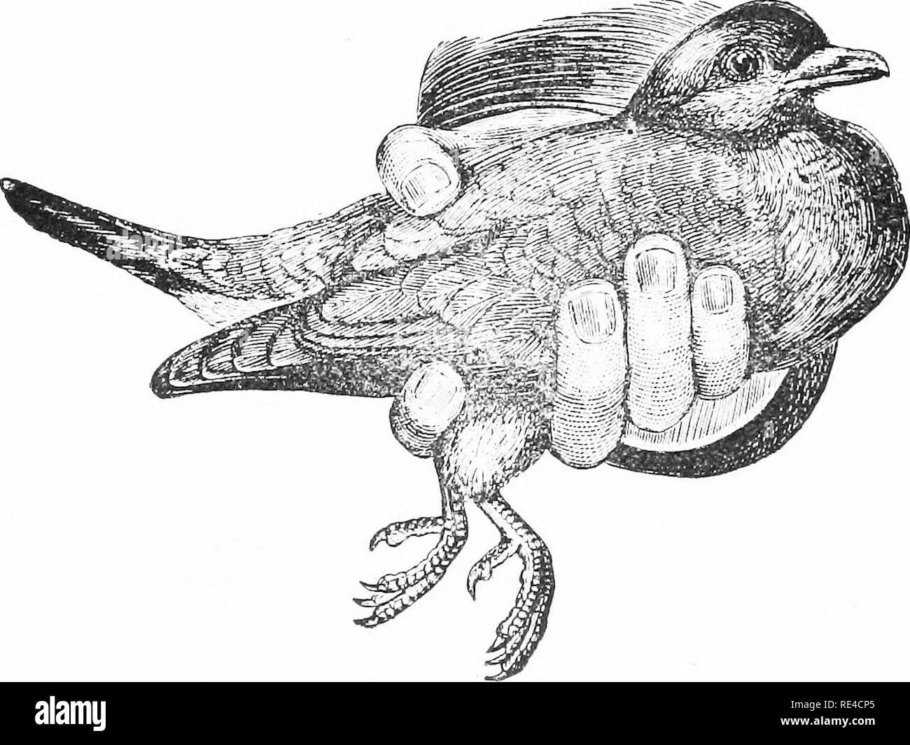 . A-Z der Tauben und zwerghühner. Tauben, Bantam Hühner. 12 investiert. Die Preise schwanken auf jungvögel fast so viel wie für Geflügel, und Jungvögel sind schnell an die Stelle der junge Hühner. Für den investierten Betrag zahlen Sie besser als Geflügel, mit weniger Platz und weniger teure Gebäude. Es gibt keine incuba- und Brut- und Aufzuchtapparate für die Geflügelzucht zu tendieren, keine kleinen für die Katzen eine Mahlzeit auf, keine Fütterung der Küken zu machen. Die Altvögel kümmern sich um jedes Detail in Inkubation und brüten, und in vier Wochen können Sie das fertige Produkt, bereit für den Markt haben. Der Eigentümer hat die Vögel unter seine ständige Pflege und ob Stockfoto