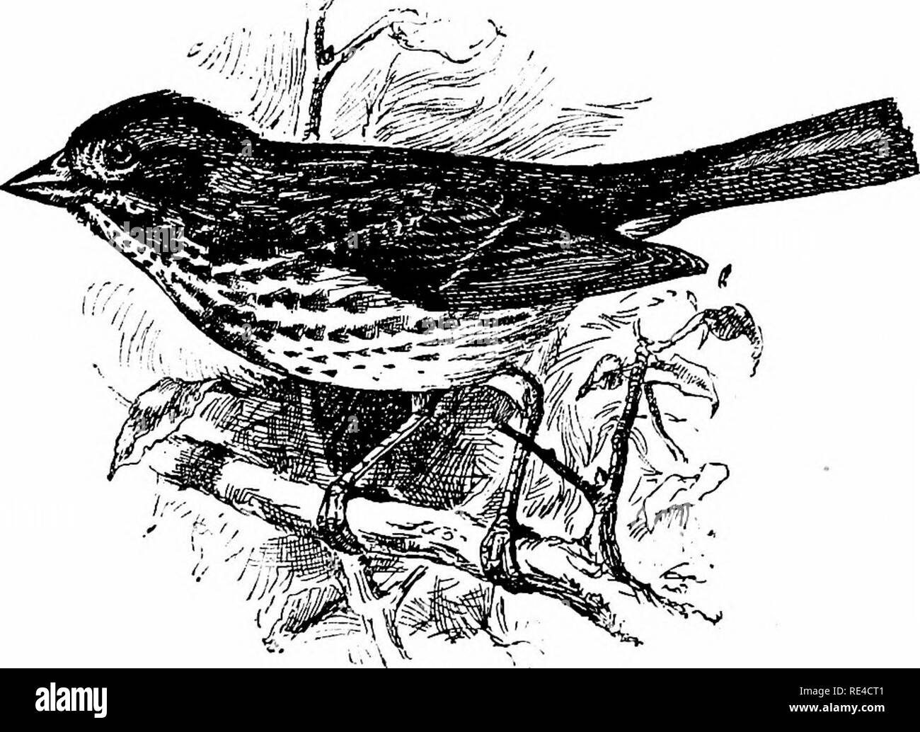 . Die Vögel von Ontario; wird eine kurze Beschreibung aller Vogelarten bekannt in Ontario gefunden zu haben, mit einer Beschreibung ihrer Nester und Eier, und Anweisungen für das Sammeln der Vögel und für die Vorbereitung und Erhaltung Skins, auch Richtungen wie eine Sammlung von Eiern zu bilden. Vögel. FOX SPATZ. 327 Rang Kräuter des Sumpfes. Gelegentlich, während die Aufregung der Paarungszeit, ein Mann wird ein binsen und Trillern, seine nicht unangenehm Song, aber die meiste Zeit ist. an Orten, die schwer zugänglich, entweder auf dem Land oder Wasser verbracht, und daher sind sie. selten gesehen. Dieses speci Stockfoto . Die Vögel von Ontario; wird eine kurze Beschreibung aller Vogelarten bekannt in Ontario gefunden zu haben, mit einer Beschreibung ihrer Nester und Eier, und Anweisungen für das Sammeln der Vögel und für die Vorbereitung und Erhaltung Skins, auch Richtungen wie eine Sammlung von Eiern zu bilden. Vögel. FOX SPATZ. 327 Rang Kräuter des Sumpfes. Gelegentlich, während die Aufregung der Paarungszeit, ein Mann wird ein binsen und Trillern, seine nicht unangenehm Song, aber die meiste Zeit ist. an Orten, die schwer zugänglich, entweder auf dem Land oder Wasser verbracht, und daher sind sie. selten gesehen. Dieses speci Stockfoto