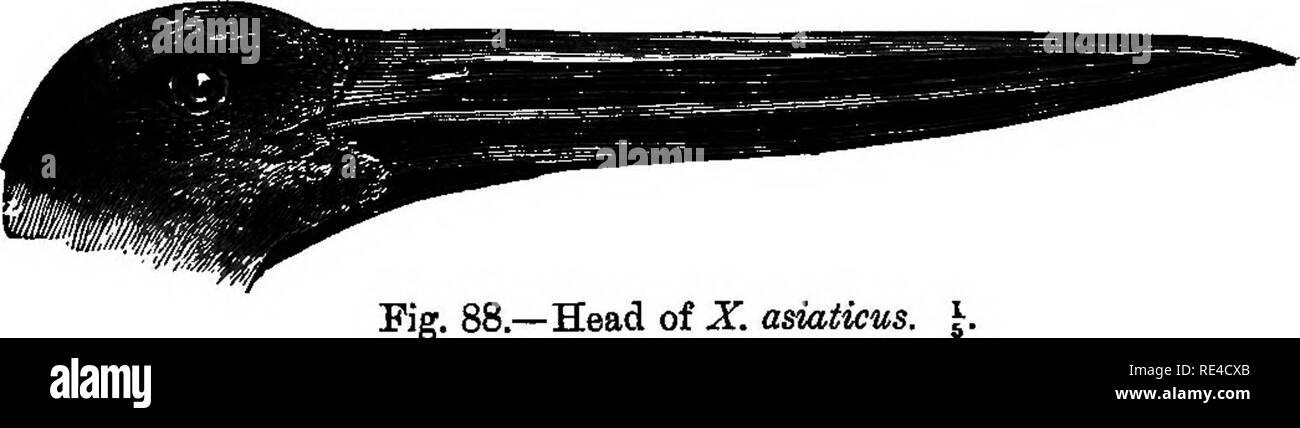 . Vögel. Vögel. B72 ciconiidjE. 1549. Xenorhyiichus asiaticns. Die Schwarz-necJced Stork. Myoteria asiatica, Latte. Ind. Orn. ii, S. 670 (1790). Ardea Indica, Latte. t. c. S. 701 (1790). Mycteria Australis, Shaw, Trans. Linn. Sohn. , S. 34 (1800); Blyth, Kat. p, 276 w Irby, Ibis, 1861, S. 244; Jerdon, B.I. III, S. 734; Gurney, Ibis, 1865, S. 276; Blyth, Ibis, 1867, S. 172; Qodw. - Aust. J. A. S. B. xliii, Pt. 2, S. 175. Mycteria Indica, Hume, S. F. I, S. 252; Id. N^K S. 607; Adam, ist. F. I, S. 398; Sume^ Oates, S. F. III, S. 189. Xenorhynchus asiaticus, Walden in Blyth s Vögel Burm. S. 158; H Stockfoto