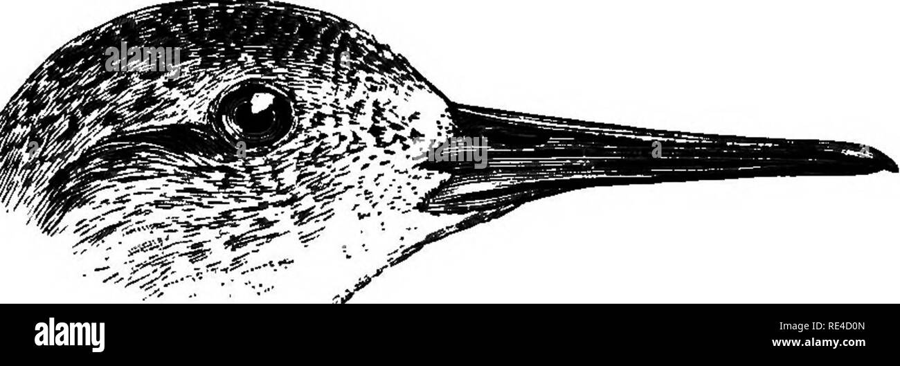 . Vögel. Vögel. 268 CHABADEIID^. Gattung PAVONCELLA, Lauge, 1816. Bill Mässig lang, flexible, fast gerade; beide Kiefer' gerillt, die obere fast an der Spitze; Nasenlöcher linear, in der Nähe der Basis. Wing lange, spitze, 1' Lagerträger am längsten; Terziaren verlängern; Schwanz mässig, abgerundet. Tarsus länger als die Rechnung von Gape, quer vor abgeschirmt und hinter; Hind toe-mäßig, äußeren und mittleren Zehen durch eine kurze Web verbunden. Die Zeichen sind unzureichend für generische Unterscheidung, aber die Umstände, die den männlichen immer größer ist als die weibliche, und dass an der Zucht - Meer Stockfoto