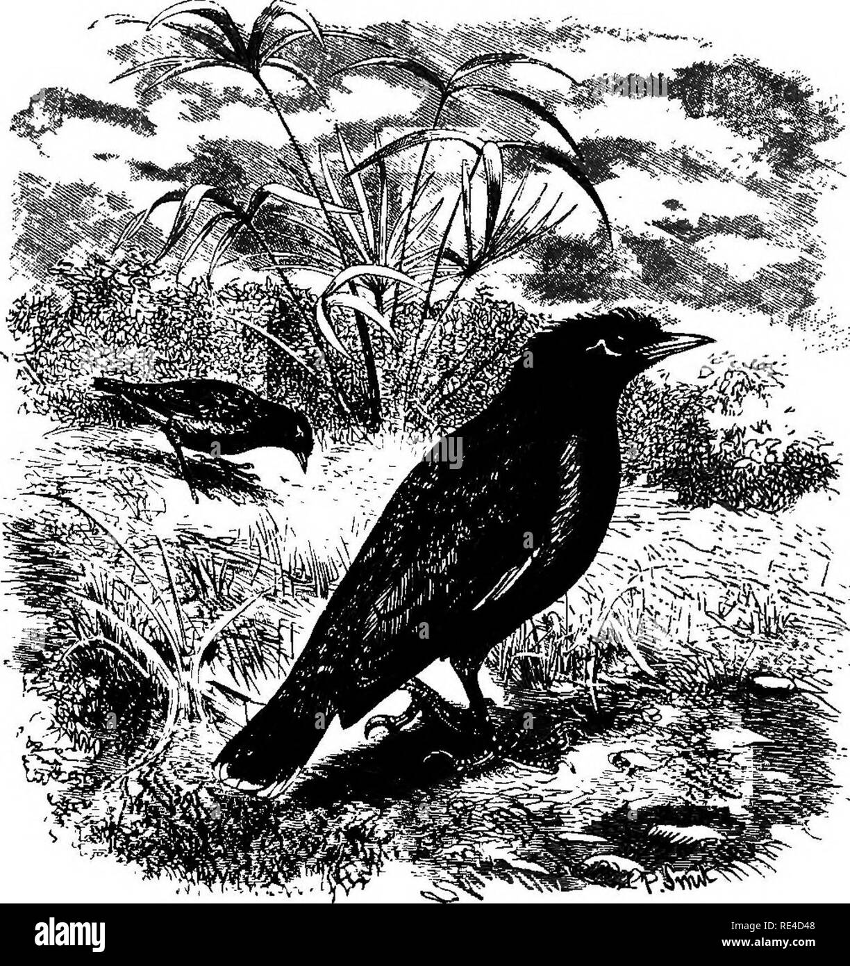 Muskulatur quergestreift und glatt Fotos und Bildmaterial in hoher