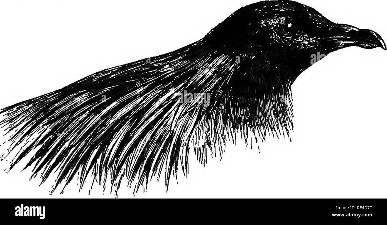 . Vögel. Vögel. CALfflNAS. 2 S xxxix, Pt. 2, S. 32, Id. S. F. Ich, S. 81; Sume, S. F. II, S. 271; Blyth, Vögel Bui - m.f. 147; Hume Sr San. 8. F. VI, S. 425; Sume, Kat.-Nr. 708 Biz; Oates, B. B.II, S. 299; Id. im Hume N.'s Sf F. 2nd Ed II, S. 366; Sakadori, Kat. B.M. XXI, S. 615. Färbung. Kopf und jieck dunklen slaty Grau, die meisten der Neck-hecheln die gleichen, aber die längste Hecheln und die obere Gefieder im Allgemeinen reichen Metallic Grün, Wechsel auf kupferhaltiges Bronze; äußeren Flügel-coA 'erts und äußere Grenzen der Lagerträger stahl-Blau; primäre und sekundäre Kiele, außer auf Ihre äußeren oberen Grenzen, schwarz; Stockfoto