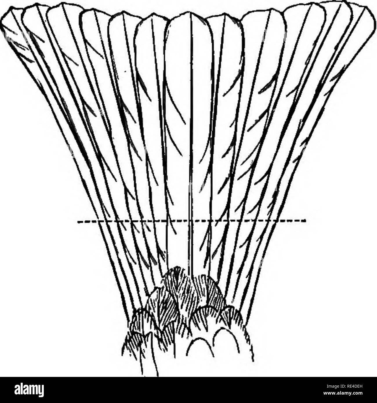 . Vögel. Vögel. 260 CEATEEOPOBID ^. Flügel ist scharf, die secondaries Unterschreitung der Tipp von einem gentestgesetz Abstand. Der Schwanz ist deutlich gegabelt und die äußeren Federn nach außen gebogen. Der tarsus ist glatt und sehr kurz (siehe Abb. 79, S. 253), zwischen einem 6. und einem 7. von der Länge des Flügels. Die drei indischen Arten sind eng verbunden, aber Sie sind leicht zu erkennen, und Sie haben ausserdem verschiedene Bereiche der Verteilung. Schlüssel zu den Arten. a. Eine ausgeprägte schwarze Wange - stripe kontrastieren mit dem Hals S. psaroides, S. 260. 6. Keine Backe - stripe." ein. Ein schwarzer Fleck imder Die Stockfoto