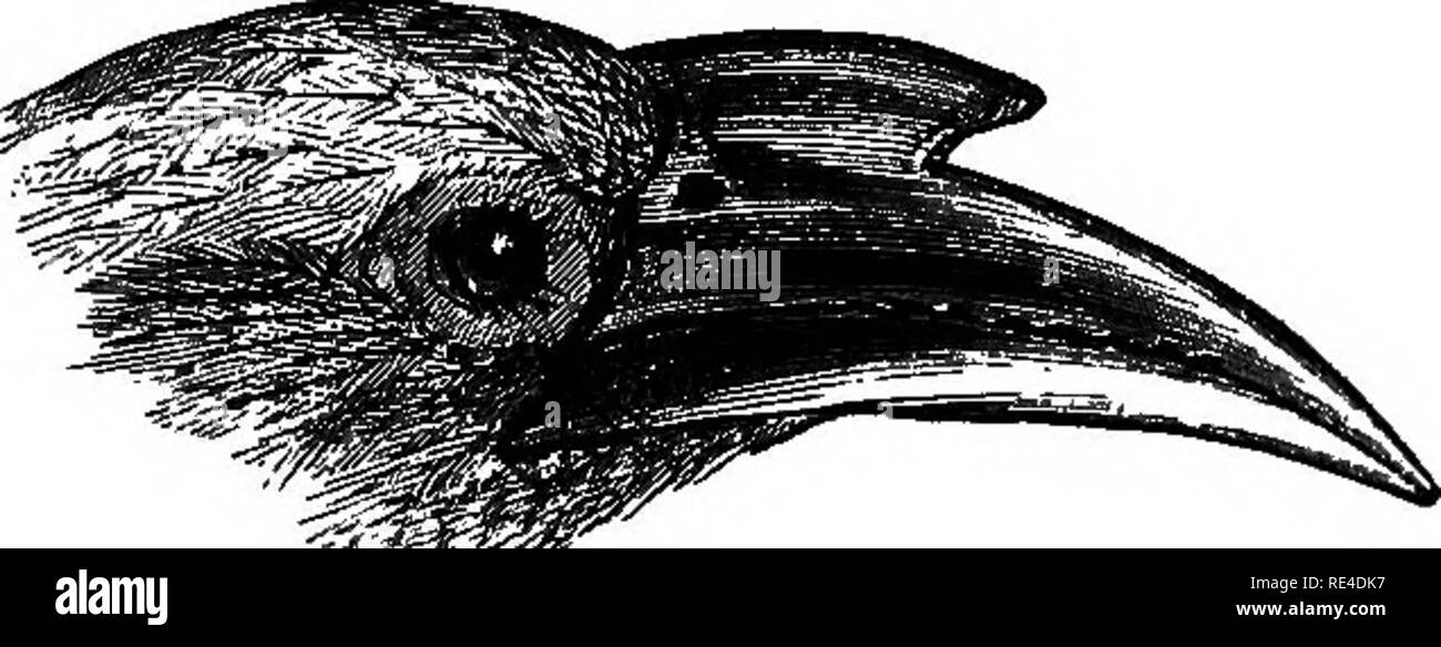 . Vögel. Vögel. lOPHOCBEOS. 155 1062. lophoceros Birostris, die Gemeinsame Grau Homhill. Buceros birostris, soop. Del Flor. et Faun. Insub. ii, S. 87 (1786) ich Blyth, J. A. S. B. XVI, S. 995; Id. Kat. s. 44. Buceros ginginianus, Latham, Ind. Dm. I, S. 146 (1790): Blyth, J. A. ist. B. XII, S. 996. Tockus bicornis, Horsf. |----- M. Kat. II, S. 697 (1856-8). Meniceros bicornis, Jerdon, B.I. I, S. 248; Blyth, Ibis, 1866, S. 350; König, J; A. S. B. xxxvii, Pt. 2, S. 214; Haus, S. Z 8. 1869, S. 241; C.8 f G. Marshall, ist. F. III, S. 331; Butler, S. F. III, S. 457; V, 5. 218. Ocyceros ginginjanus, Hume, N. Stockfoto