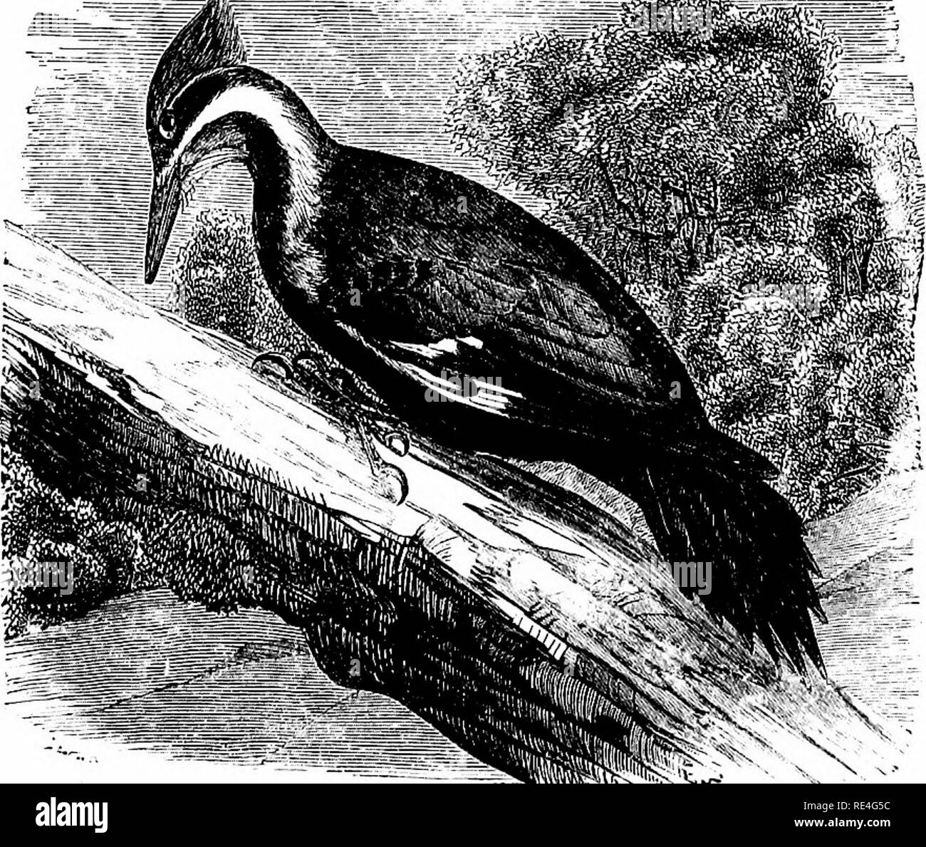 . Die Vögel des östlichen Nordamerika bekannt östlich des 19. Meridian auftreten ... Vögel. Kehle, Rot oder wliite, nicht fcray; Bauch, getönt mit Gelb. Gelb = bellied Woodpecker. Spyrapicus Varius. Siehe Nr. 330. Gelb - bPllierl Specht. niddle Schwanzfedern, gekennzeichnet mit Weiß; uuderparts, Ashy, mit Rotem oder buflf auf dem Bauch. Red-bellied Woodpecker. Melanerpes caroliiius. Siehe Nr. 33 Ich. Gruppe 4. Flügel, über 8,00.. Biir, dunkle Slaty, oder schwärzlich; obere Gefieder, blacMsh; basale Hälfte der Flügel feathei-s, weiß; ganze Krone, Scharlachrot (männlich); vor der Krone, nicht Rot (weiblich). Pileated Holz Stockfoto