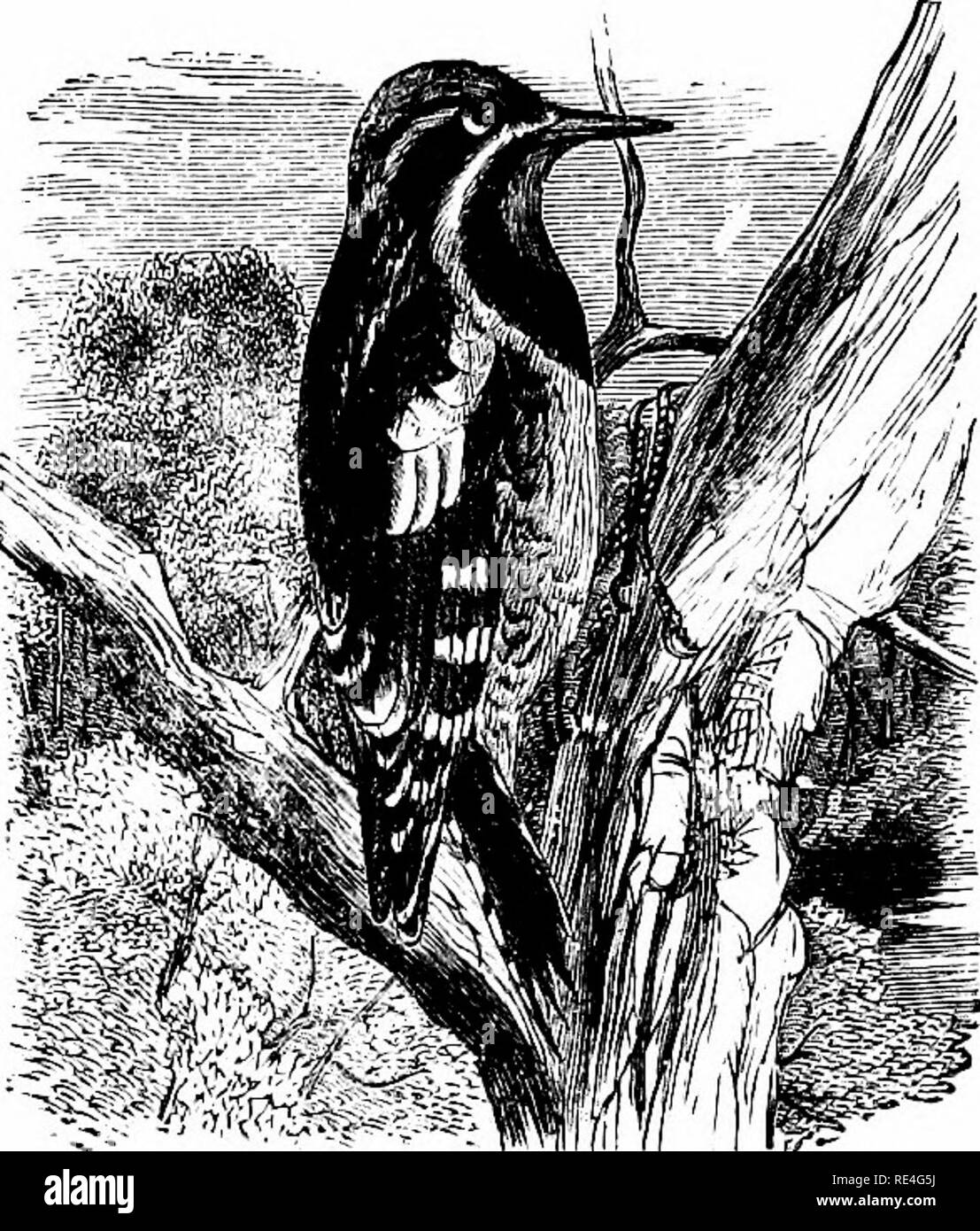 . Die Vögel des östlichen Nordamerika bekannt östlich des 19. Meridian auftreten ... Vögel. 196 SCHLÜSSEL FÜR DIE VÖGEL von EASTEKN NORDAMERIKA.. Kehle, Rot oder wliite, nicht fcray; Bauch, getönt mit Gelb. Gelb = bellied Woodpecker. Spyrapicus Varius. Siehe Nr. 330. Gelb - bPllierl Specht. niddle Schwanzfedern, gekennzeichnet mit Weiß; uuderparts, Ashy, mit Rotem oder buflf auf dem Bauch. Red-bellied Woodpecker. Melanerpes caroliiius. Siehe Nr. 33 Ich. Gruppe 4. Flügel, über 8,00.. Bitte beachten Sie, dass diese Bilder sind von der gescannten Seite Bilder, die digital für die Lesbarkeit erhöht worden sein können extrahiert - Stockfoto