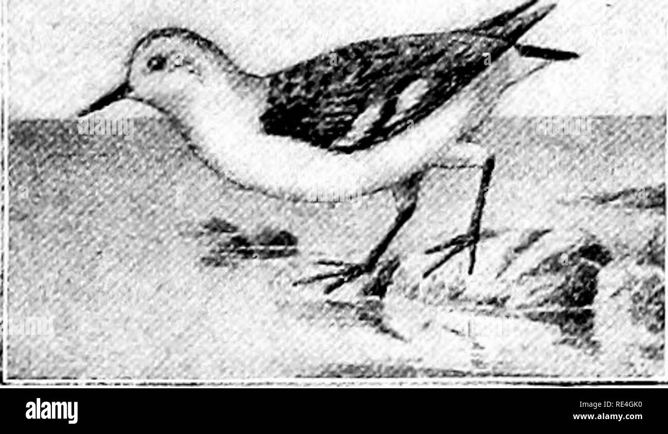 . Die Vögel des östlichen Nordamerika bekannt östlich des 19. Meridian auftreten ... Vögel. Schlüssel zu den Familien. - Wasservögel. 23 GRUPPE 6. Zehen, drei; eine kleine Web zwischen den Zehen, oder, ganz ohne Internet. ^-^. Bill, schlank; SOBAG FAHRZEUGBAU;, ungefähr 5 Zoll; Bill, ungefähr 2,5 cm; dies ist die einzige Vertre- tative dieser Familie mit otliers tliree Zehen, alle vier haben; Tarsus, weniger tlian 1,50 Zoll lang. Familie ein SCOLOPACIDE/E. {Calidris arennria.) Sanderling. Sandpiper. Siehe Seite 107.. Bitte beachten Sie, dass diese Bilder aus gescannten Seite Bilder, die digital für die Lesbarkeit erhöht worden sein können extrahiert werden Stockfoto