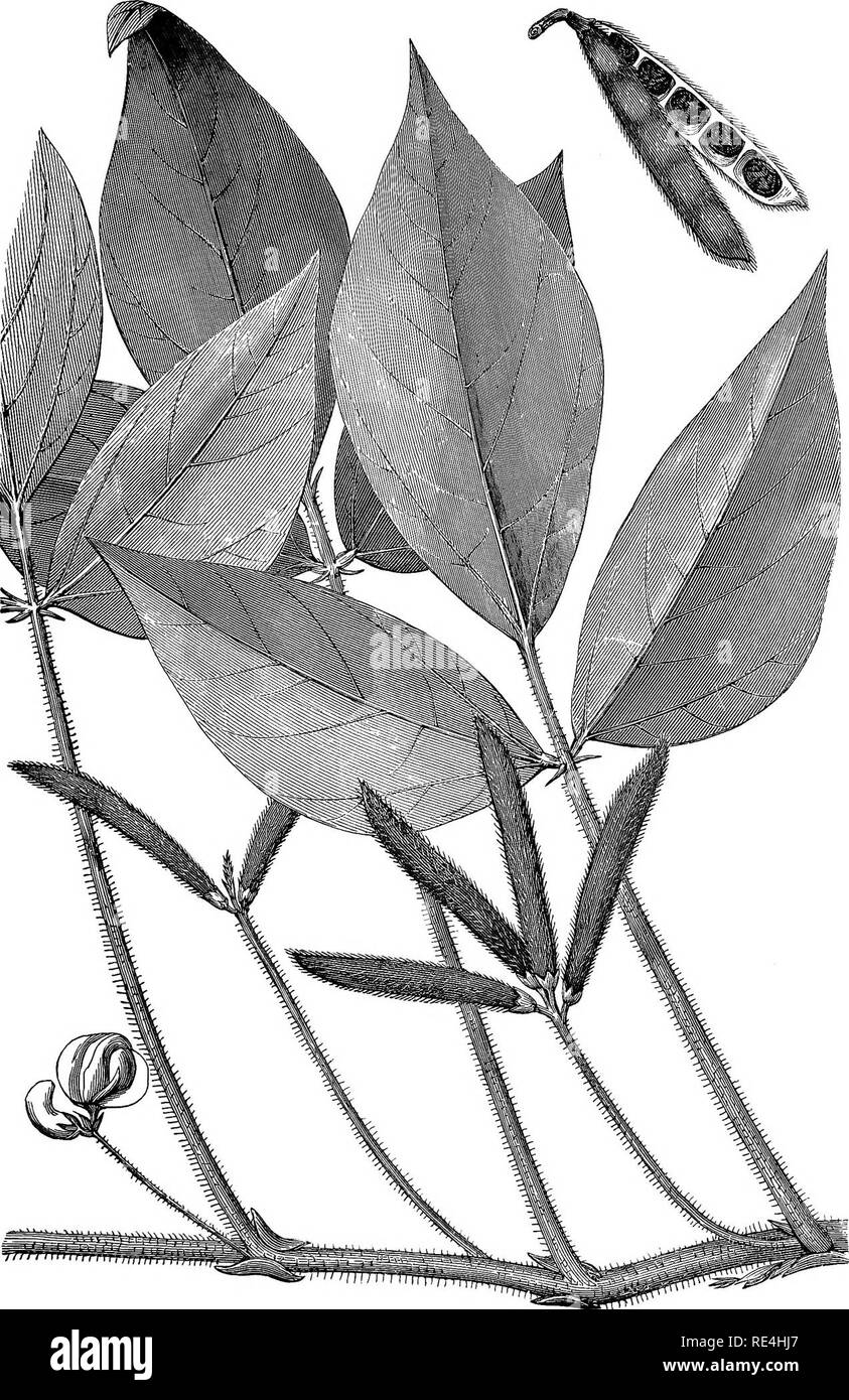 . Essen - Körner von Indien. Korn. 149 Abb. 28. MuNG-Bohne (Phaseolus mungo).. Bitte beachten Sie, dass diese Bilder sind von der gescannten Seite Bilder, die digital für die Lesbarkeit verbessert haben mögen - Färbung und Aussehen dieser Abbildungen können nicht perfekt dem Original ähneln. extrahiert. Kirche, A. H. (Arthur Herbert), 1834-1915. London, Pub. Für den Ausschuss des Rates auf die Bildung, die von Chapman und Hall, begrenzt Stockfoto