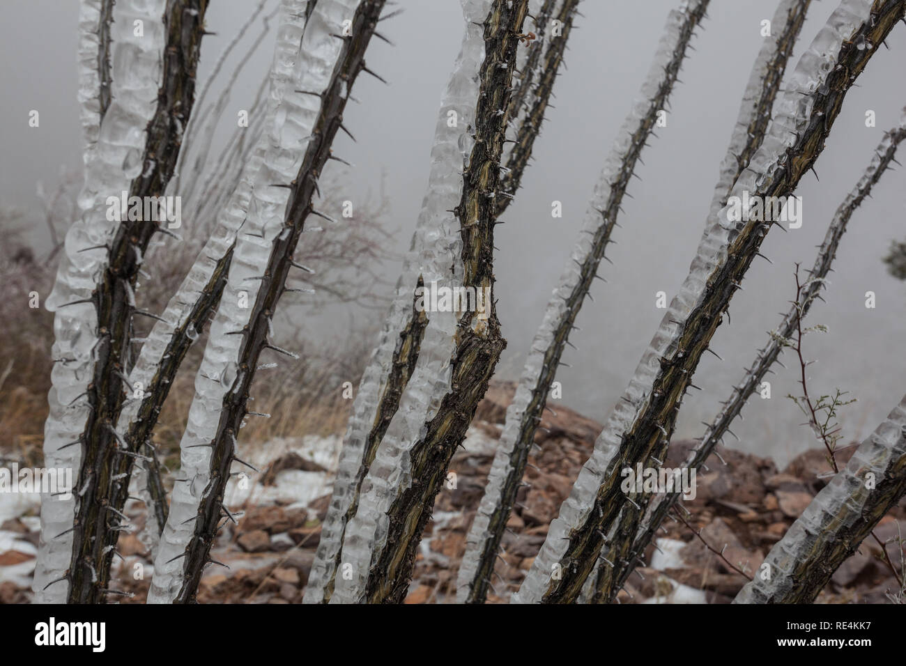 , Dona Ana County, New Mexico, USA Stockfoto