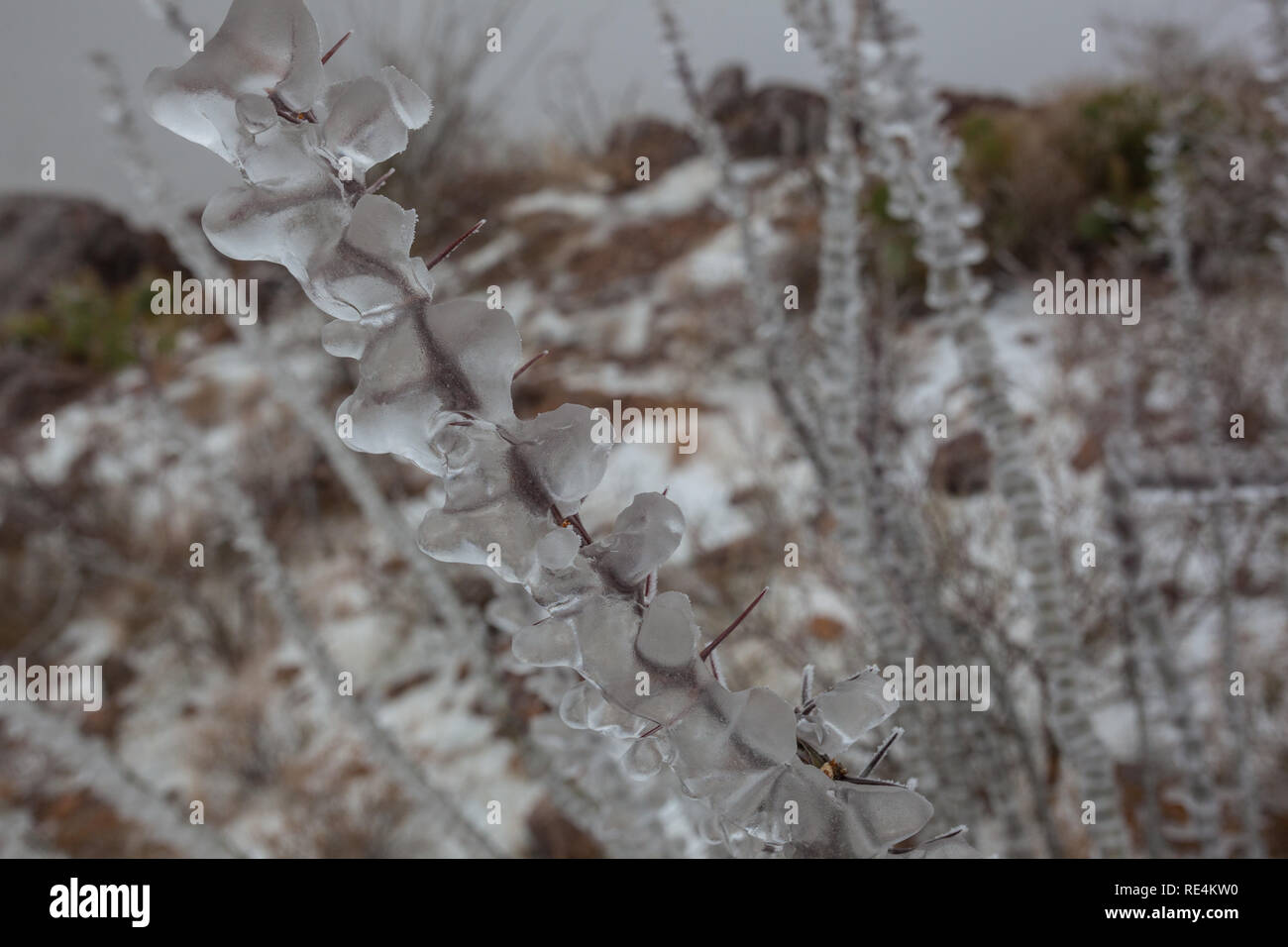 , Dona Ana County, New Mexico, USA Stockfoto