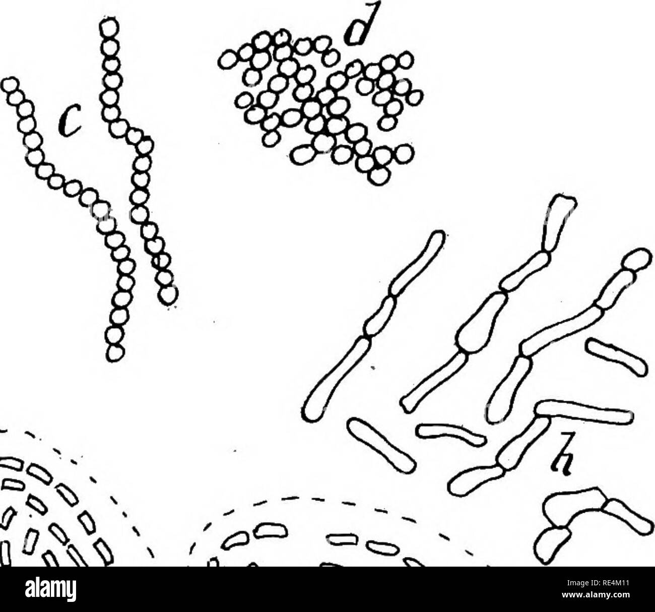 . Pharmazeutische Bakteriologie, mit besonderem Bezug auf die Desinfektion und Sterilisation. Bakteriologie. t) V,^^> AA/s. Abb. 10.- Illustration zooglea Bildung, ein. baciUar Aggregate resultmg frorti Zusammenhalt; b, Aggregate, die sich aus den Zusammenhalt von Bazillen mit gelatmized Cell-Wände; c, streptococcus Formation, die sich aus der Septierung der coccus Form; d, cohenng Kokken Formen; e, bacilU united Ende-zu-Ende (resultierend aus septierung), geschlossenen m eine gallertige Mantel;/, baciukr Thread in Gelatine; g, mycobakterien Form; h, unregelmäßige ceU Formen, wie Mycoderma aceti. Dennoch wurden sorgfältig Det Stockfoto