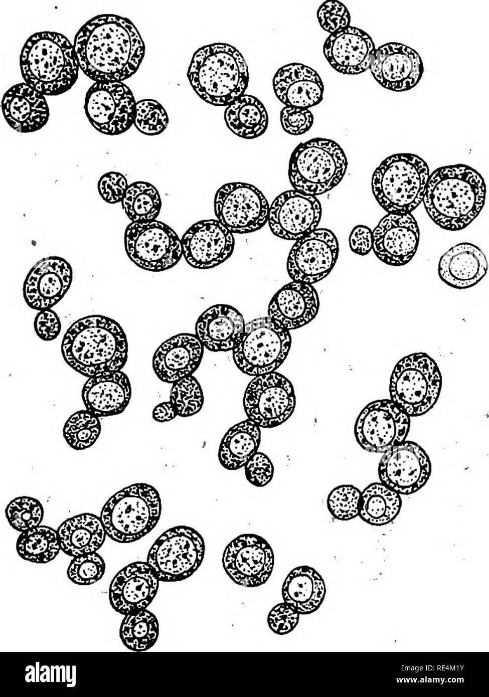 . Pharmazeutische Bakteriologie. Bakteriologie; Desinfektion und Desinfektionsmittel. Hefen und Schimmelpilze 29 s 3. Andere Arten von mucor sind als die Ursache der pathologischen Bedingungen im Menschen und in der Niederen Tieren berichtet. Einige sind die Ursache für tödliche Infektionskrankheiten in einem solchen Haushalt Schädlinge wie die gemeinsamen Fliegen. Andere Angriff Obst, wie Birnen, Feigen insbesondere Lederwaren wie Handschuhe, etc. II. Ascomyceten. Sporen gebildet in Asci (sacs). I. Saccharomycetes -^ Hefen. a. Saccharomyces cerevisea. Dieser Name ist für viele Arten oder Sorten von Hefen in Fermentationsprozessen angewendet, wie in Bier, Wein ein Stockfoto