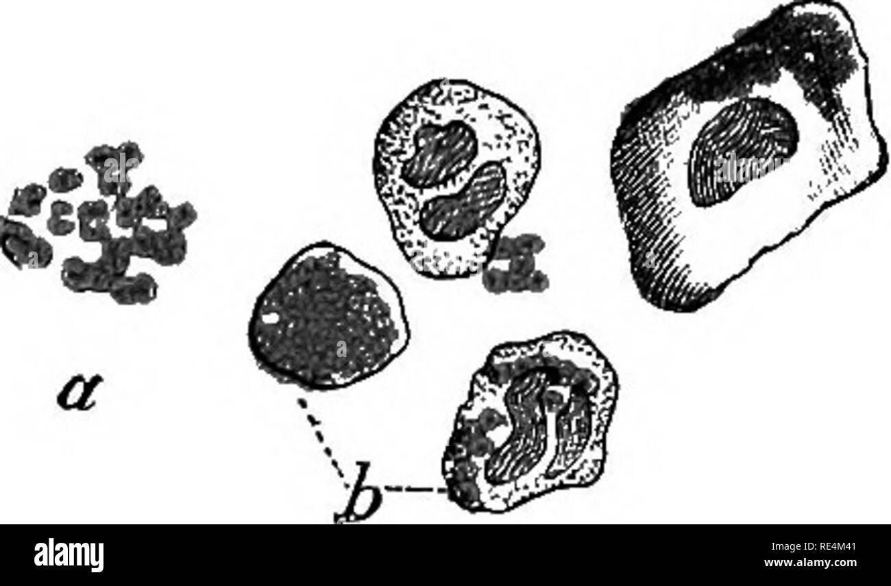 Bacillus cereus bacteria SchwarzweißStockfotos und bilder Alamy
