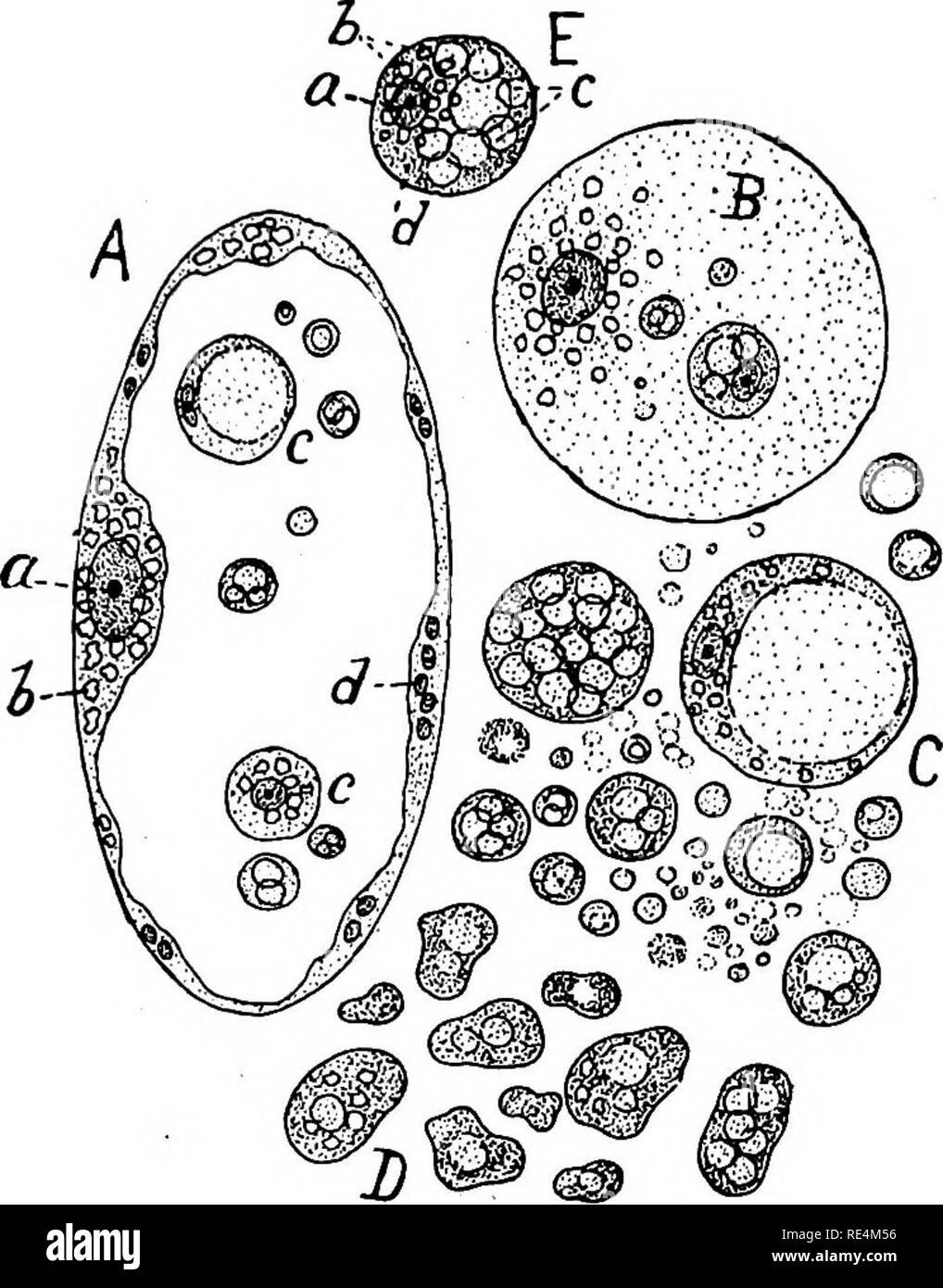. Pharmazeutische Bakteriologie. Bakteriologie; Desinfektion und Desinfektionsmittel. SYMBIOLOGY - DIE BIOLOGISCHE BEZIEHUNGEN DER ORGANISMEN 131 im Durchmesser. Die normale Form des sphaerocytes, wie der Name anzeigen würde, ist, dass der Eine perfekte Kugel, obwohl einige mehr oder weniger unregelmäßig sind im Umriss und einige zeigen ameboid Bewegung gekennzeichnet. Aktiv beweglich sphaerocytes sind vergleichsweise zahlreich in der grünen Tomaten und auch in der grünen Traube. Die kleineren und wahrscheinlich die Jüngeren spharocytes der Früchte, die bisher untersucht haben folgende gemeinsame Merkmale: I. Sie sphärisch sind in Form außer Stockfoto