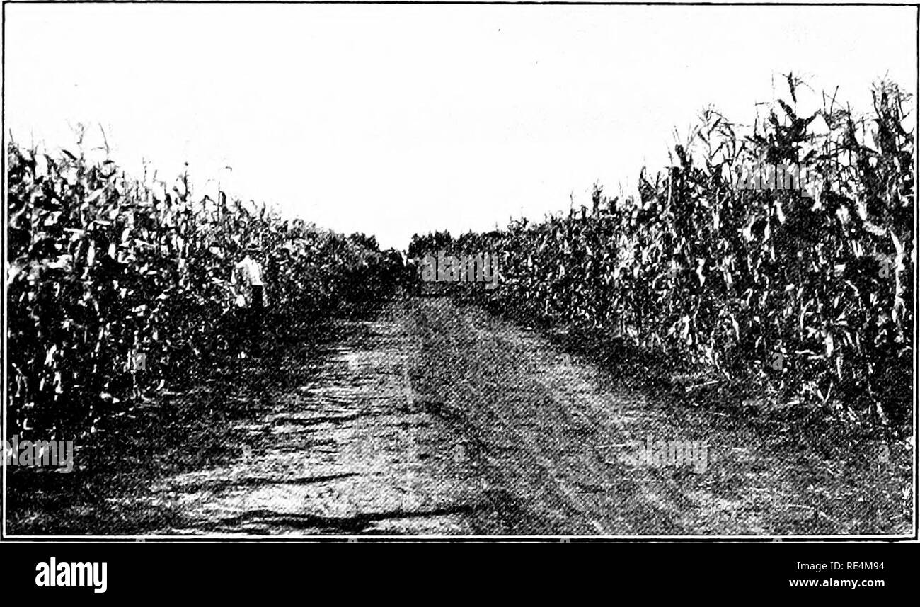 Mais; Seine Geschichte, Anbau, Verarbeitung Und Verwendet, Mit Besonderem  Bezug Auf Südafrika; Ein Text-Buch Für Landwirte, Studenten Der  Landwirtschaft Und Lehrer Der Natur Studieren. Mais, Mais. Bedeutung Und  Geschichte 7 Reichlich