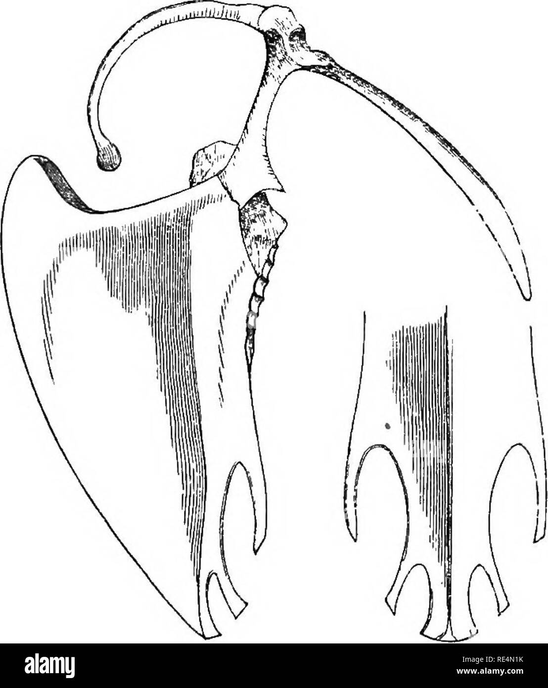 . Die geografische Verteilung der Familie Charadriidae, oder, der Regenpfeifer, Strandläufer, Schnepfen, und ihre Verbündeten. Ufer Vögel. TOT ANUS. Tringa longicauda, Bechstein, Kurze Uehersicht, S. 453 (1811). Tringa bartrami, Wilson, Standort. Orn. vii. s. 63 (1813). Totanus, variegatus), "^""^^. } Vieillot, N. Diät. d'Hist. Nat. VI, S. 397, 401 (1816). Melauopygius Totanus, J Ri. &Gt;/Totamis bartramia {Wils.), Temminck, Mann d'Orn.II, S. 650 (1820). Bartramia laticauda, Lektion, Traite d'Orn. S. 553 (1831). Actitis bartrami [Wils.), Naumann, Vog. Deutsehl. viii. s. 43 (1836). Actiturus bartrami Stockfoto