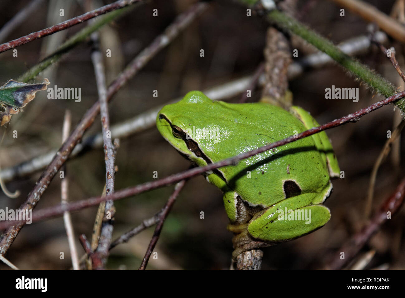 Laubfrosch (Hyla arborea früher Rana arborea) Stockfoto