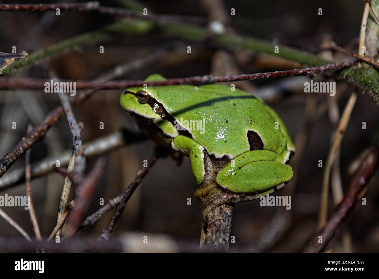Laubfrosch (Hyla arborea früher Rana arborea) Stockfoto