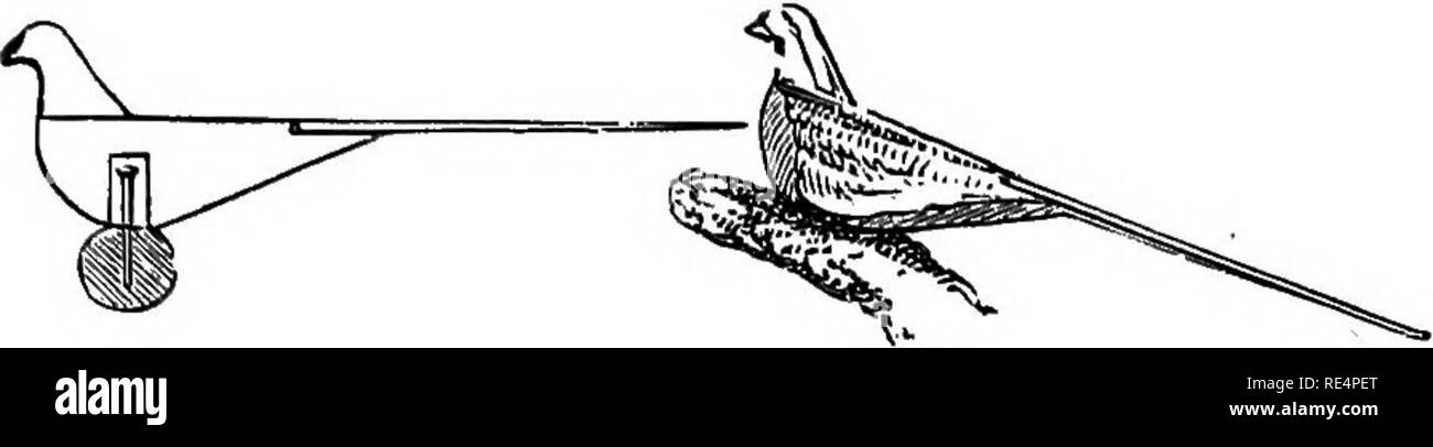 . Fasane: Ihre natürliche Geschichte und praktische Verwaltung. Fasane. MOCK FASANE. 63 Der Kopf ist leicht aus dem oberen Ende der Stange, wo auch für den Körper klein. Über Daub mit etwas Öl Paint (umbra gebrannt), bohren Sie ein Loch durch den Körper für die Nagel-, und Nagel auf den Baum mit einem Meißel-ended Nagel, dass Sie die Niederlassung nicht geteilt. Was die Kosten sind Sie können beurteilen, wie ein 12 ft. Pol Kosten fourpence, oder weniger. Legen Sie ziemlich dick, wo. Fasane Roost. Durch bohren ein Loch lin. vom Durchmesser der darunter zu innerhalb einer halben Zoll Der zurück, werden Sie, wenn Sie an einen Nagel, bewegen wit Stockfoto