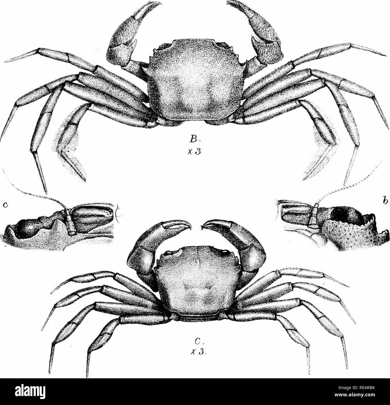 . Bericht über die zoologischen Sammlungen im indo-pazifischen Ozean während der Reise von H. M. S. 'Alert' 1881-2. Warnung (Sloop: 1856-1895); Zoologie; Zoologie; Zoologie; wissenschaftliche Expeditionen. l&amp; n.tem. Bros, ixnp. Abb. C. PsexuiorhomhxJuobSTMaiJiroiwyar. ajJstT" alxejww.. Bitte beachten Sie, dass diese Bilder sind von der gescannten Seite Bilder, die digital für die Lesbarkeit verbessert haben mögen - Färbung und Aussehen dieser Abbildungen können nicht perfekt dem Original ähneln. extrahiert. British Museum (Natural History). Abt. der Zoologie. London, Gedruckt im Auftrag des Kuratoriums Stockfoto