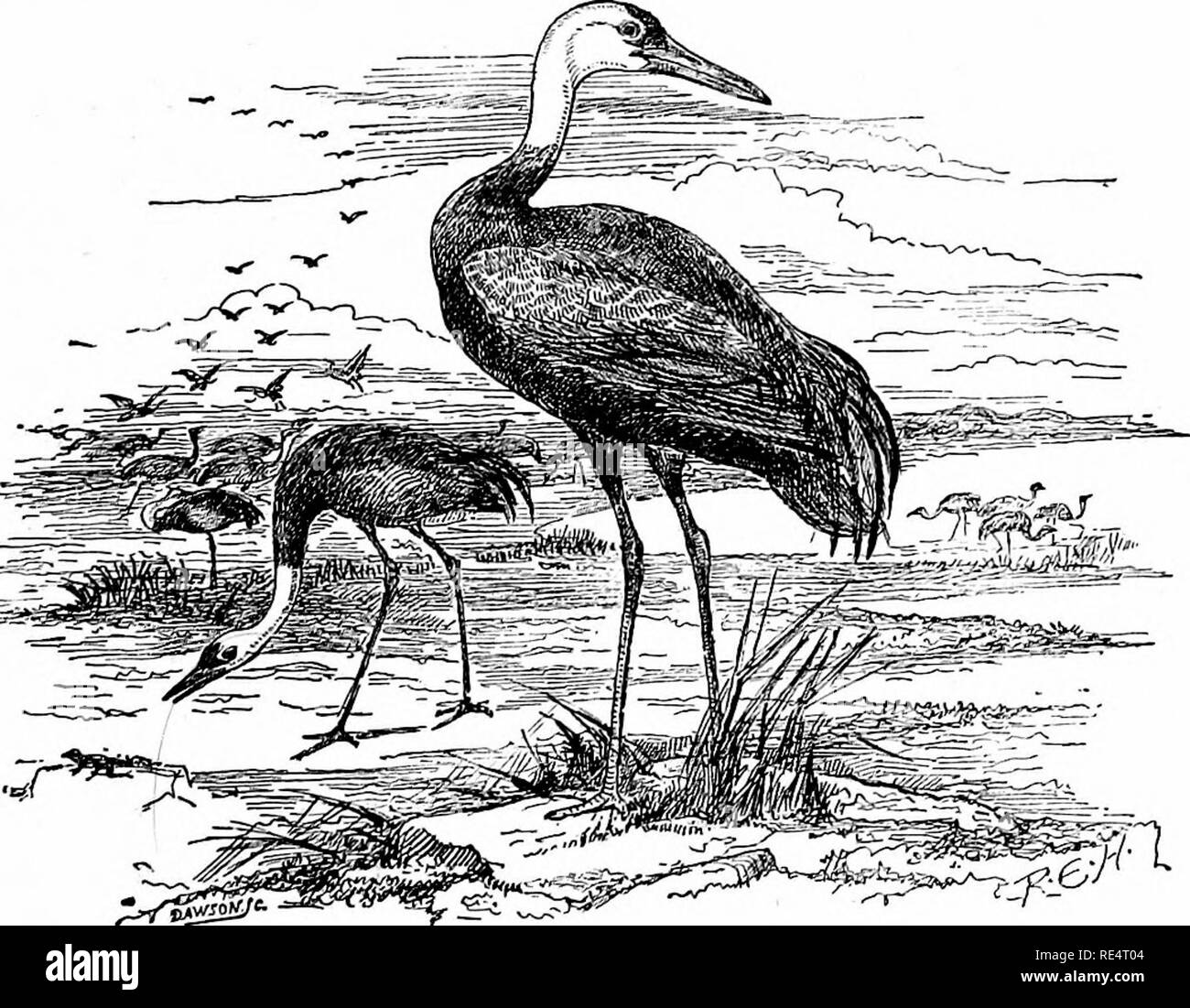 . Die Vögel des japanischen Kaiserreiches. Vögel. GEALL^. 353 Die Weiß-naped Crane ist das häufigste Kran in Japan und ist in allen Inseln (Blakiston und Pryer, Ibis, 1878, S. 225, Nr. gefunden 137). Herr Ringer schickte zwei Skins von Nagasaki (Siehe-bohm. Ibis, 1884, S. 177), in der die Beispiele von Siebold Expedition beschafft wahrscheinlich auch gewonnen wurden (Temminck und Schlegel, Fauna Japonica, Aves, S. 119). Er brütet in Ostsibirien. Die Weiß-naped Crane eher in seinem Namen ist bedauerlich, inas - ähnlich wie die Heiligen Kran, die asiatische White Crane, und die Weißen vorangegangen Kran haben auch weiße Nacken Stockfoto