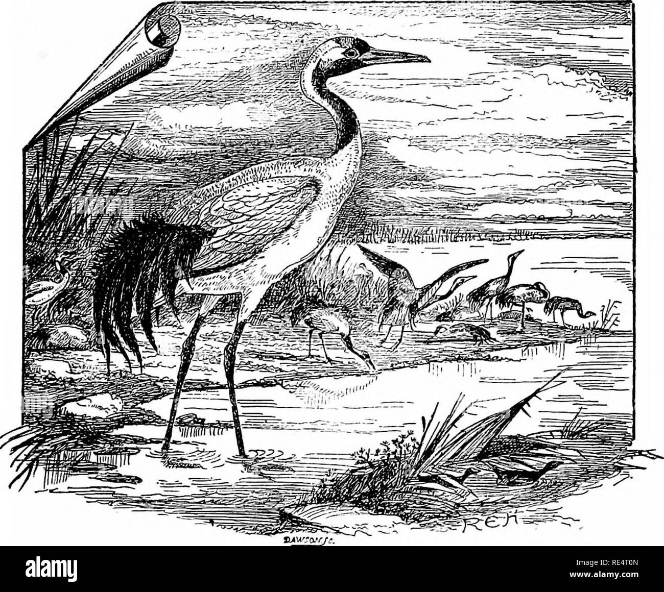 . Die Vögel des japanischen Kaiserreiches. Vögel. GRALL. E. 351 355. GRUS JAPONENSIS. (Heilige Kran.) Ardea (Grus) japonemis, Miiller, Natursyst Suppl. S. 110 (1776). Die Heiligen Kran hat einen weißen Körper wie die Siberian White Crane, aber die Stirn, Lores, Kinn, Hals, der unteren hind Hals, und zerfiel tertials sind schwarz. Kein anderer Japanischer Kranich hat einen weißen und einen schwarzen Vordergrund Hals. Zahlen: Wolf, Zool. Skizzen, Reihe i. pi. 46; Tegetmeier, Nat. Hist. Krane, S. 13, 53.. Ch-us Japonensis. Die Heiligen Kran, so genannt, weil es war früher der Heiligen in Japan statt, und war nur erlaubt, Haw. Stockfoto