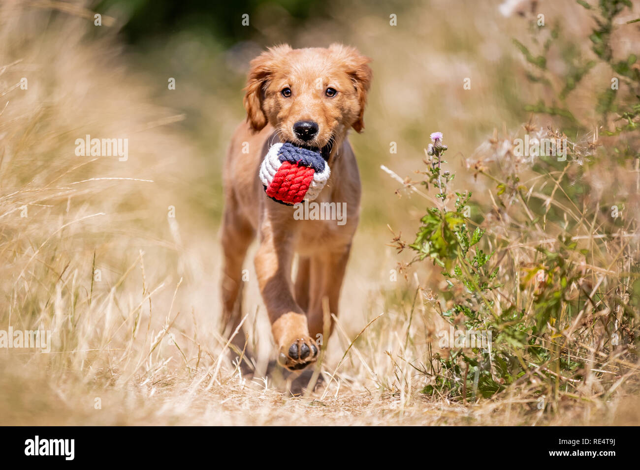 Ein Golden Retriever Welpe wandern mit einem Rot, Weiß und Blau Seil Ball in seinem Mund in die Kamera an einem sonnigen Tag Stockfoto