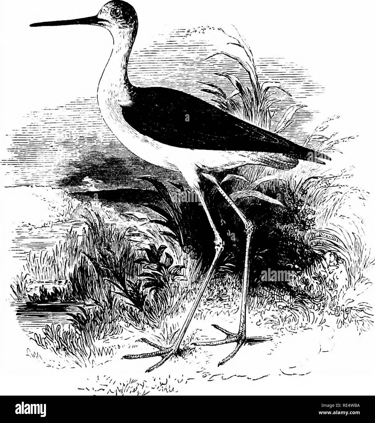 . Ein illustriertes Handbuch der britischen Vögeln. Vögel. CHARADRIIDiE. 563. -^"^^) "Ich (y/, Vj! Der schwarze GEFLÜGELTE STELZENLÄUFER. HiMANTOPUs CANDiDUS, Bonnaterre. Das Auftreten der Stelze in der Britischen Inseln war vor langer Zeit, im Jahre 1684 von Sir Robert Sibbald, die beschrieben und stellte eine von zwei Beispiele, die an einem See in der Nähe von Dumfries geschossen worden war. Seit diesem Datum ein Paar mehr eingeholt bzw. - in langen Abständen beobachtet - auf dem Festland von Schottland sowie in der Orkney- und Shetlandinseln; während zwei sind aus Yorkshire, jeweils einer aus Notts, Lincolnshire und Cambridgeshire aufgezeichnet und ab Stockfoto