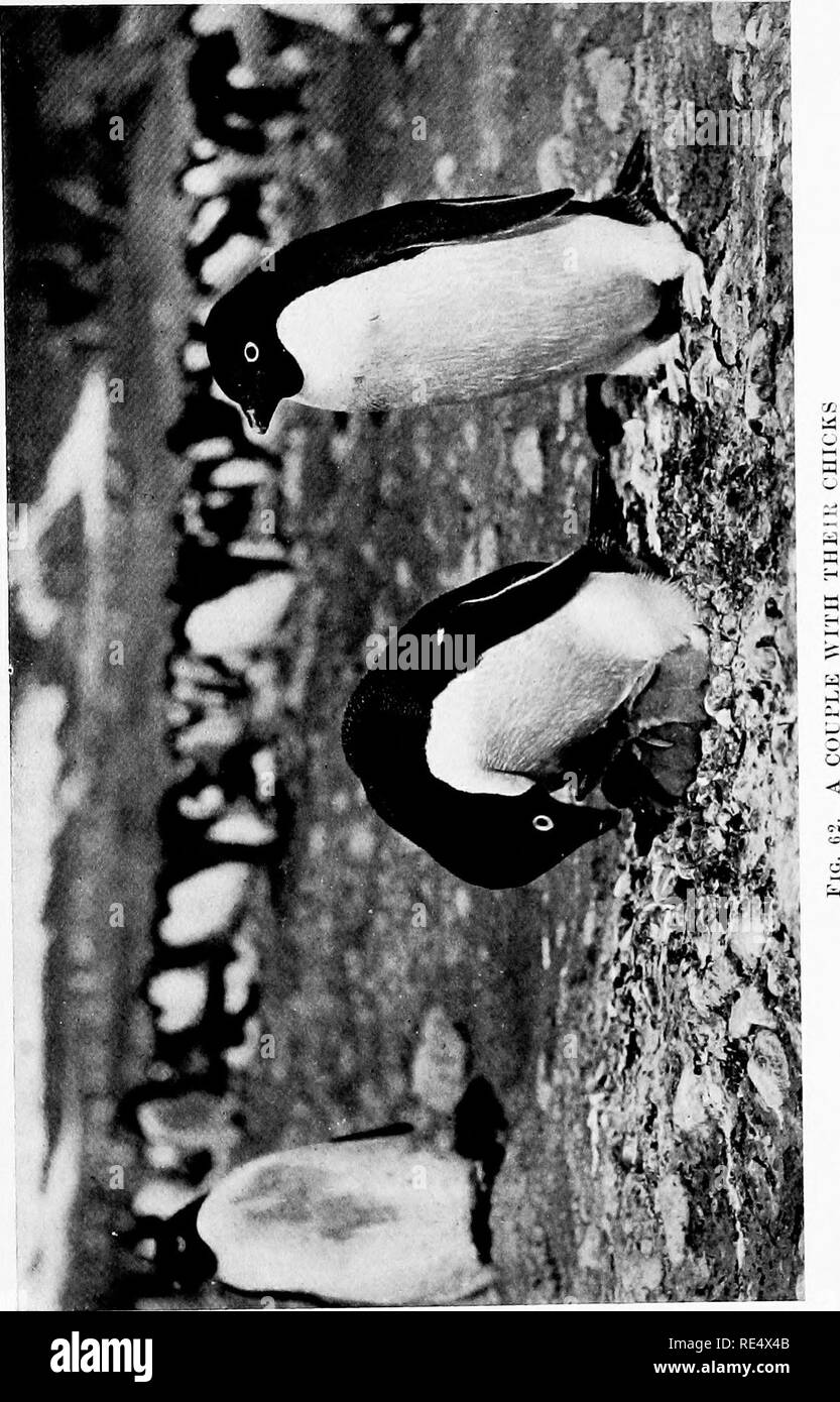 . Antarktis Pinguine; eine Studie über die sozialen Gewohnheiten. Pinguine. . Bitte beachten Sie, dass diese Bilder sind von der gescannten Seite Bilder, die digital für die Lesbarkeit verbessert haben mögen - Färbung und Aussehen dieser Abbildungen können nicht perfekt dem Original ähneln. extrahiert. Levick, George Murray, 1876 -. London, William Heinemann Stockfoto