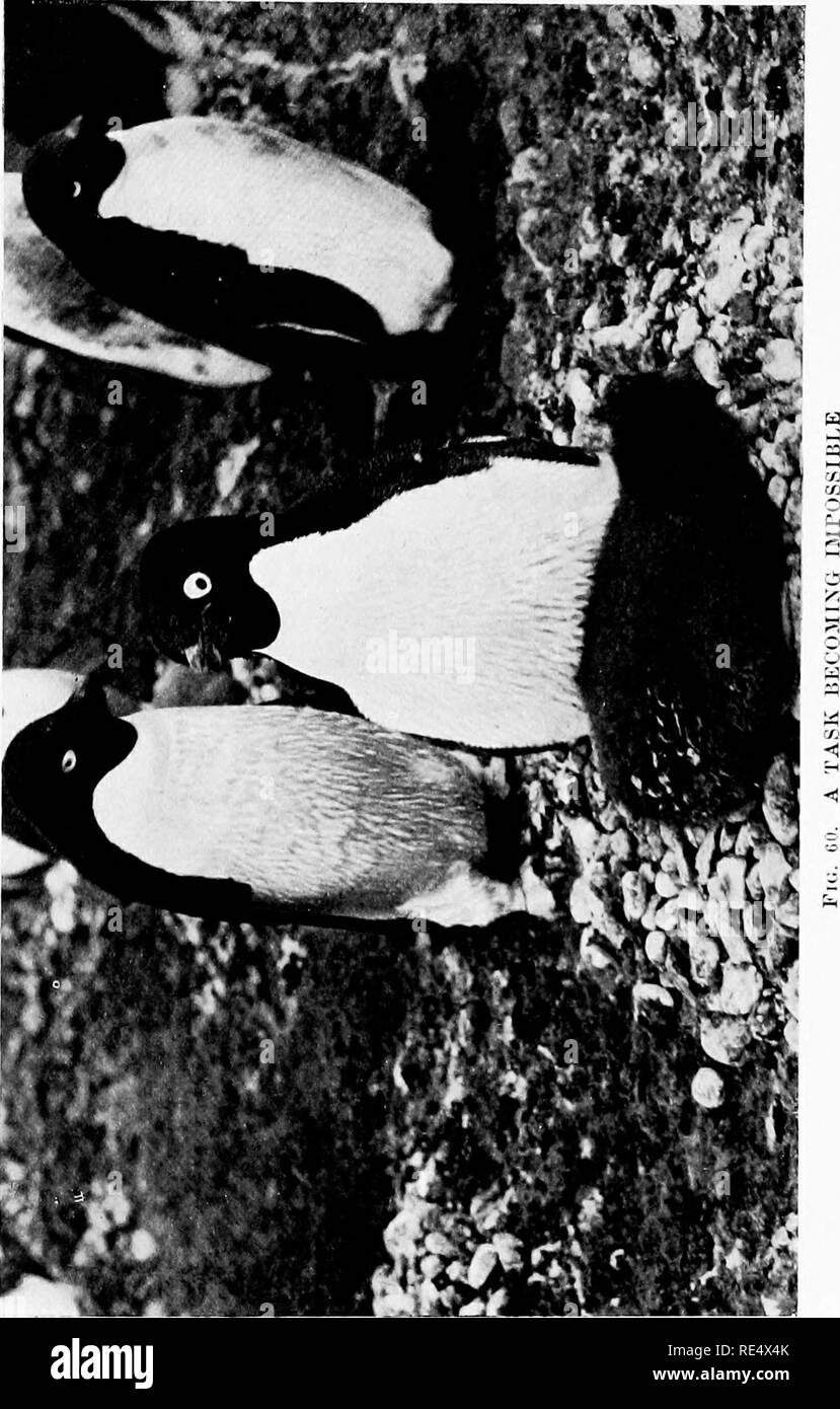 . Antarktis Pinguine; eine Studie über die sozialen Gewohnheiten. Pinguine. . Bitte beachten Sie, dass diese Bilder sind von der gescannten Seite Bilder, die digital für die Lesbarkeit verbessert haben mögen - Färbung und Aussehen dieser Abbildungen können nicht perfekt dem Original ähneln. extrahiert. Levick, George Murray, 1876 -. London, William Heinemann Stockfoto