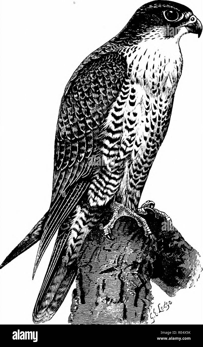 . Ein illustriertes Handbuch der britischen Vögeln. Vögel. FALCONID. B. 345. Die GYR - FALCON. Falco, gyrfalco Linnseus. Sorgfältige Prüfung der Nördlichen Falken hat mich überzeugt, der erkennbaren Unterscheidbarkeit des Vertreters der Island Falcon mit Wohnsitz in Skandinavien, obwohl in einer Zeit, die ich an dieser Stelle skeptisch war, ov/ing Erfahrung sowie zu wollen. Die wahre F. Linnseus gyrfalco von eher kleineren im Kopf und Körper als die Isländer (obwohl sein Schwanz ist länger) und seine Flügel sind kürzer, im Verhältnis, das Grau der Boden - Farbe ist ein deutlicher Lavendel ti Stockfoto