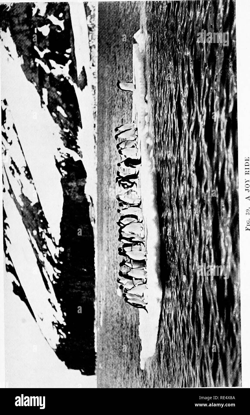 . Antarktis Pinguine; eine Studie über die sozialen Gewohnheiten. Pinguine. . Bitte beachten Sie, dass diese Bilder sind von der gescannten Seite Bilder, die digital für die Lesbarkeit verbessert haben mögen - Färbung und Aussehen dieser Abbildungen können nicht perfekt dem Original ähneln. extrahiert. Levick, George Murray, 1876 -. London, William Heinemann Stockfoto