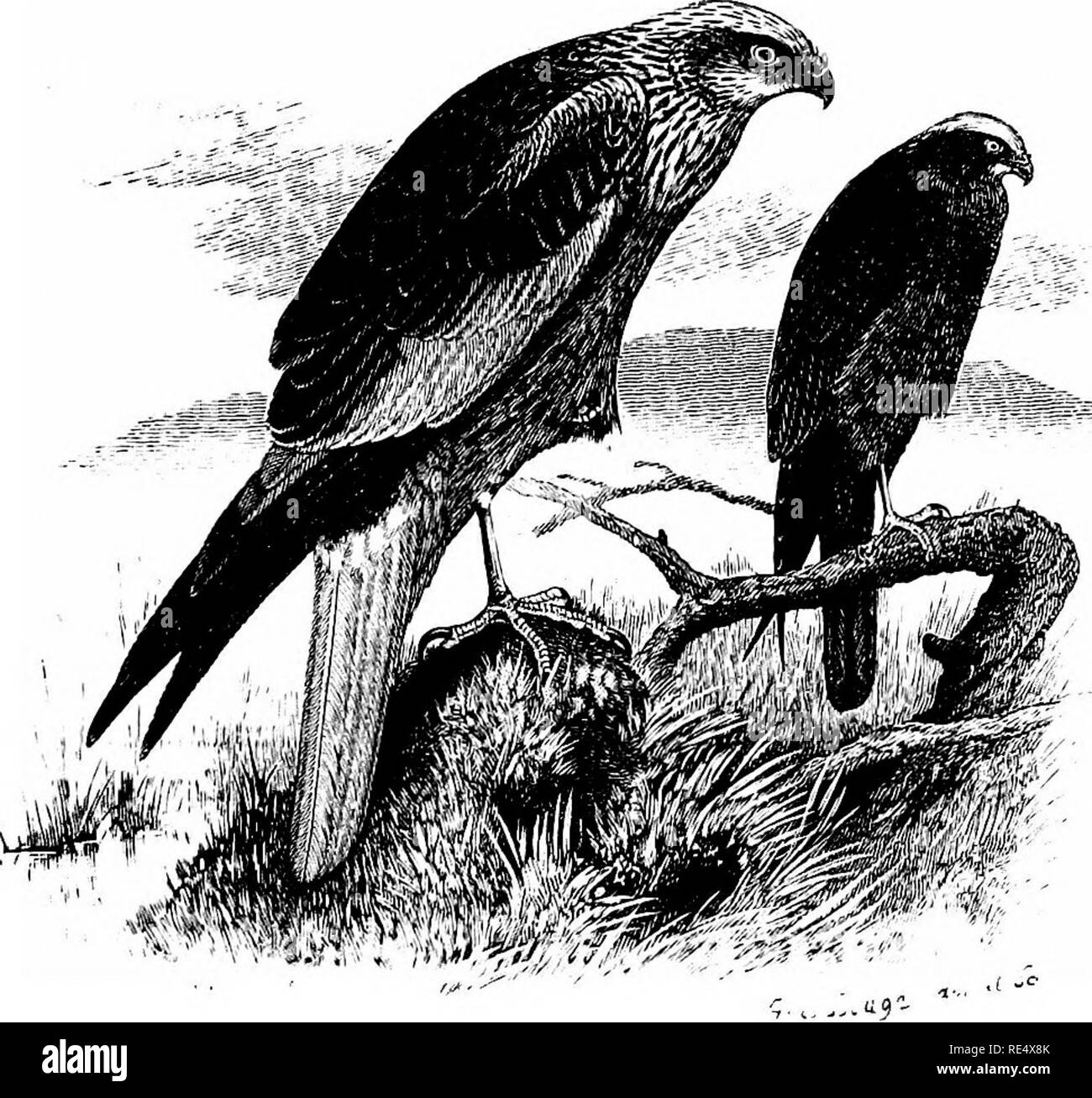 . Ein illustriertes Handbuch der britischen Vögeln. Vögel. FALCONID^. 315. Der Sumpf - HARRIER. (LinnEeus RUGiNosus CfRCus ^). Diese Art, bekannt als das Moor-Buzzard so lange als "Moor" erhalten eine signifikation Allied "Sumpf" oder "Sumpf", kann jetzt kaum unter unseren einheimischen Vögel aufgenommen werden. Die Hauptursache für den Rückgang in England hat die Entwässerung der Moore in den östlichen Bezirken, und die Trockenlegung des sumpfigen Abfälle in Somerset, Dorset, Shropshire, Lancashire, Yorkshire und einigen anderen Grafschaften, in denen es zu züchten, bis innerhalb der letzten dreißig oder vierzig Jahren. Manchmal ein Paar oder Stockfoto