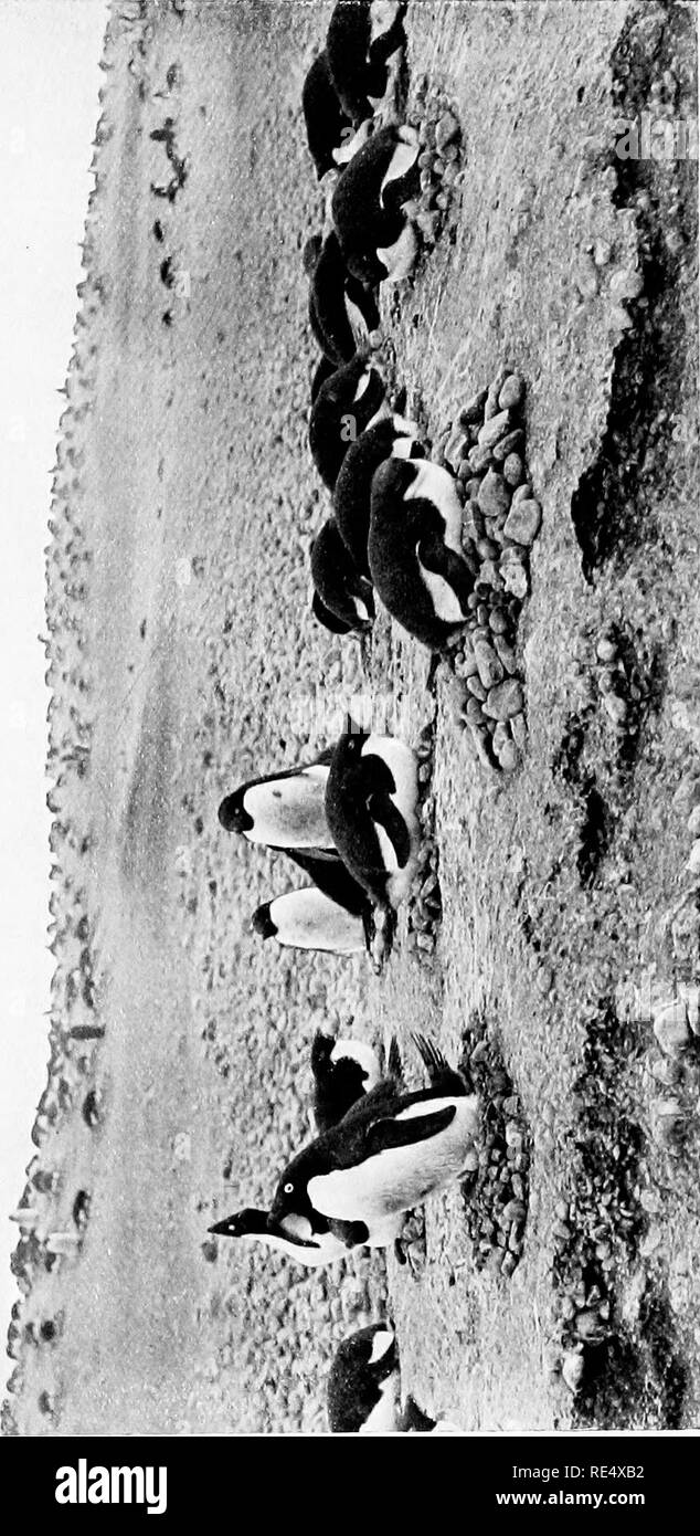 . Antarktis Pinguine; eine Studie über die sozialen Gewohnheiten. Pinguine. zriw ^.^'.. Bitte beachten Sie, dass diese Bilder sind von der gescannten Seite Bilder, die digital für die Lesbarkeit verbessert haben mögen - Färbung und Aussehen dieser Abbildungen können nicht perfekt dem Original ähneln. extrahiert. Levick, George Murray, 1876 -. London, William Heinemann Stockfoto