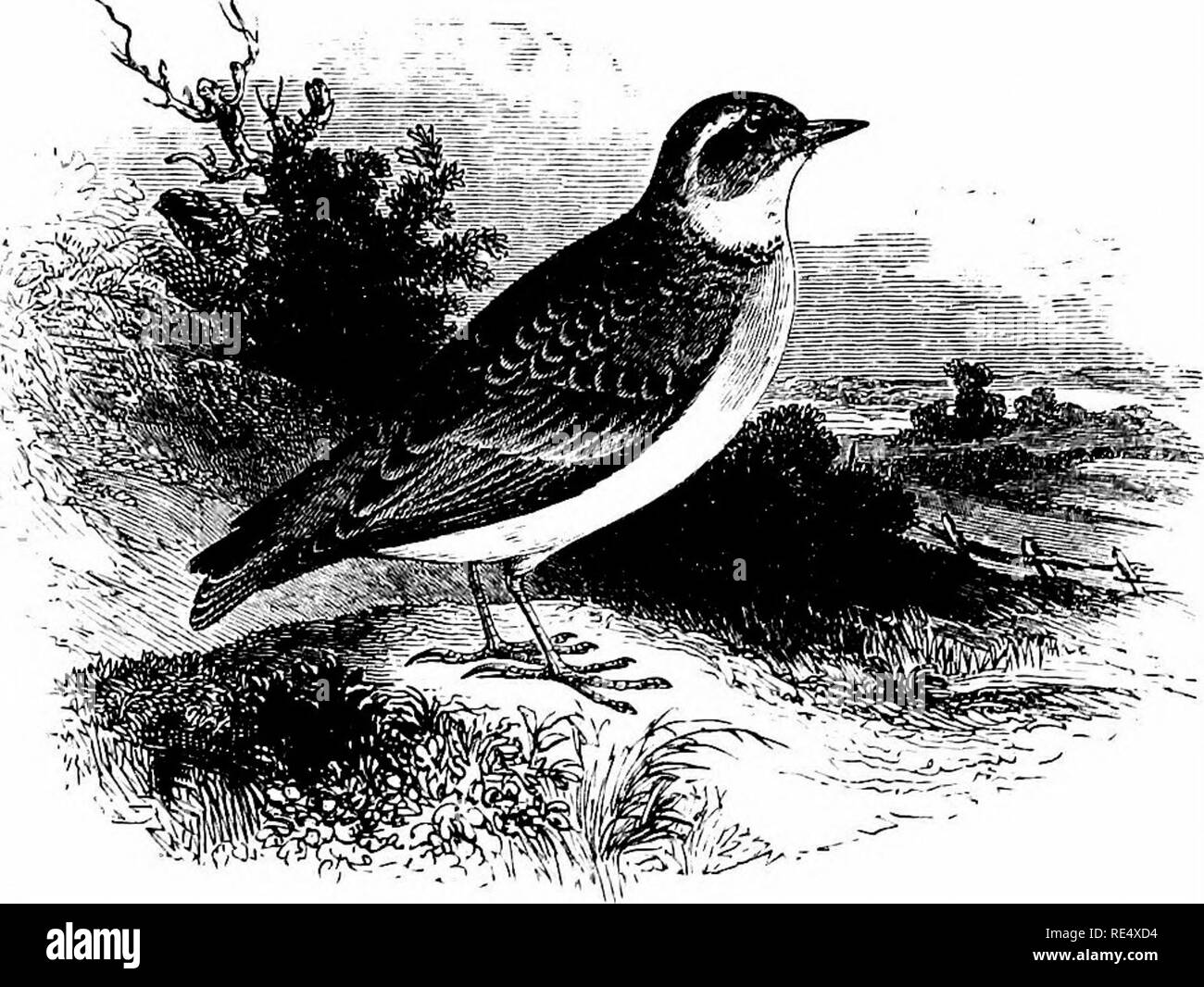 . Ein illustriertes Handbuch der britischen Vögeln. Vögel. ALAUDID^. 255. Die SHORT-TOED LARK. Alauda brachydXctyla, Leisler. Die Short-toed Lerche ist eine seltene Wanderer nach England, und die authentifizierte Instanzen des Auftretens angezeigt werden: - Ein in der Nähe von Shrewsbury, zwei in der Nähe von Brighton, eine in der Nähe von Southampton, einer auf den Scilly Inseln, eine in der Nähe von Cambridge, und eine im Süden Breydon Sümpfe, Norfolk - alle im Herbst; und ein in der Nähe von Brighton im April 1858 getötet durch eine Person, der es sah, aussteigen und beginnen Abstauben selbst in der Straße. Am 27.Juli 1888, Herr Cooper, dem präparator, der Radnor Street, E.C., zeigte mir eine Live bir Stockfoto