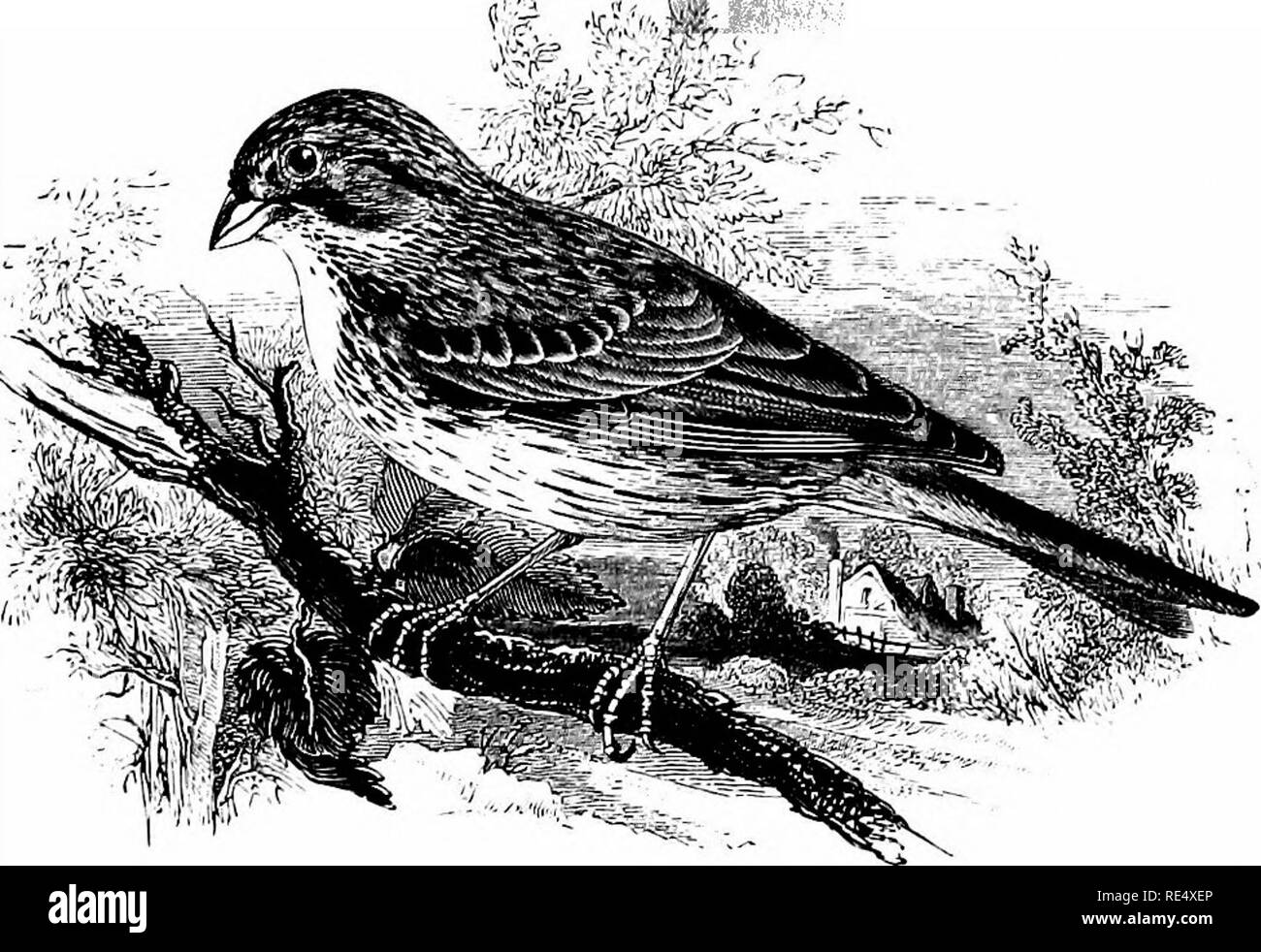 . Ein illustriertes Handbuch der britischen Vögeln. Vögel. EMBERIZIN^. 207. Der Mais - BUNTING. Emberiza miliaria, Linnseus. Die Art ist häufig die Bunting-Lark, und von vielen Autoren, der den gemeinsamen Bunting entworfen wurde; aber die Verwendung Letzterer Name ist kaum gefördert werden, wie der Vogel, obwohl in der gesamten Britischen Inseln verteilt, ist dezidiert lokalen und nicht fast so häufig wie die gelbe Flagge. Es ist in erster Linie gefunden werden, wo Korn von einer Art angebaut wird, und als Ackerland in Weideland gedreht - Masse der Corn-Bunting knapp wird oder sogar verschwindet. Niedrige land Stockfoto