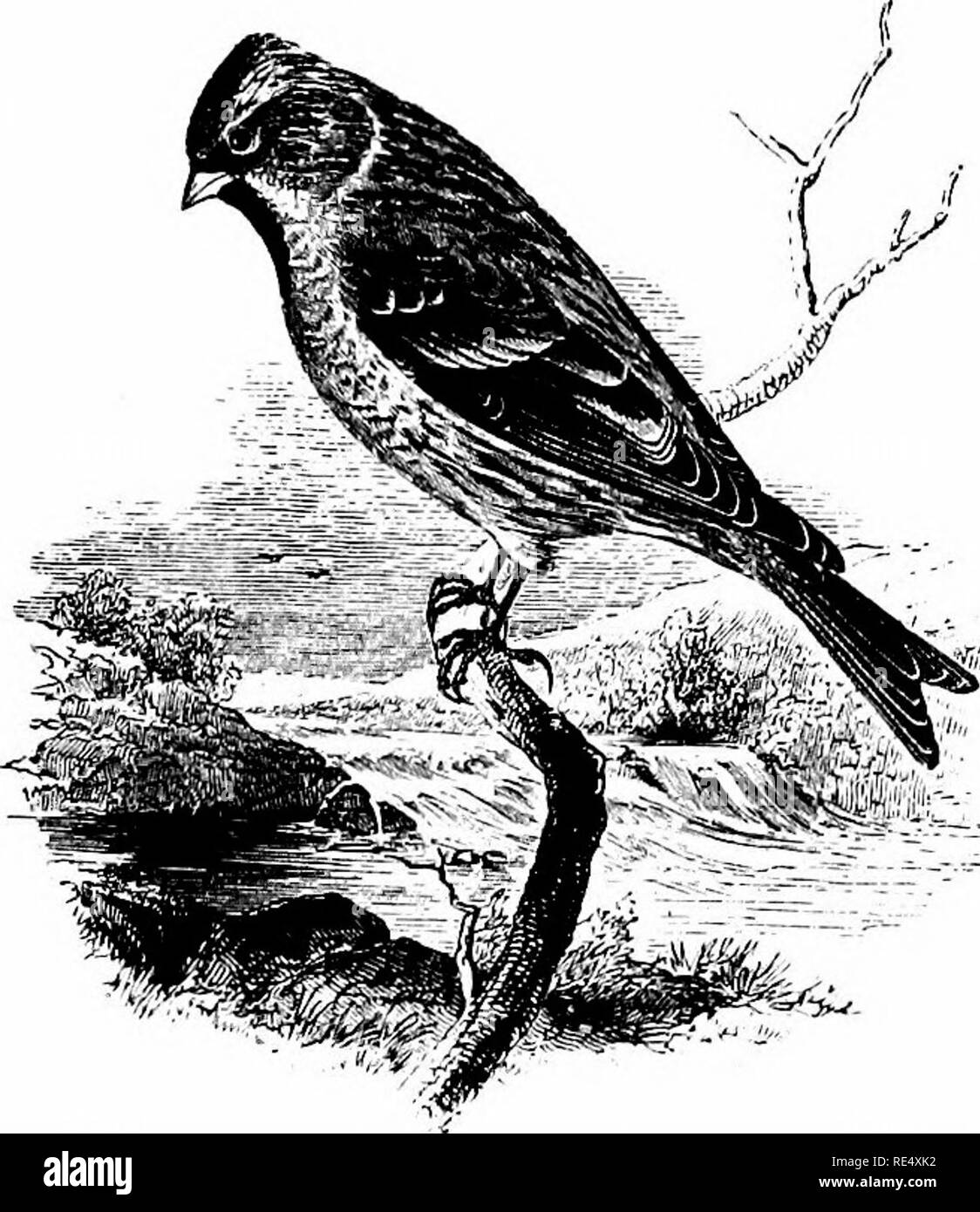 . Ein illustriertes Handbuch der britischen Vögeln. Vögel. FRINGILLINiE. 791. Die geringeren REDPOLL. LiNOTA RUFi^ scENS (Vieillot). Die geringeren Redpoll, die kleinste unserer britischen Finken, kann aus dem Vorhergehenden durch seine Größe unterschieden werden, und durch dessen dunkler und mehr rufous Färbung. Während des grösseren Teils des Jahres ist es in der Regel über den Britischen Inseln verteilt wird, und eine große Zahl von Vogelarten getroffen werden-catchers von Herbst bis Frühjahr; aber in der Zucht - Jahreszeit es ist eher lokalen. Die Verteilung auf die Zeit in Schottland erscheint etwas von Wäldern und Plantagen abhängig zu sein, und ist eine Fehlbesetzung Stockfoto