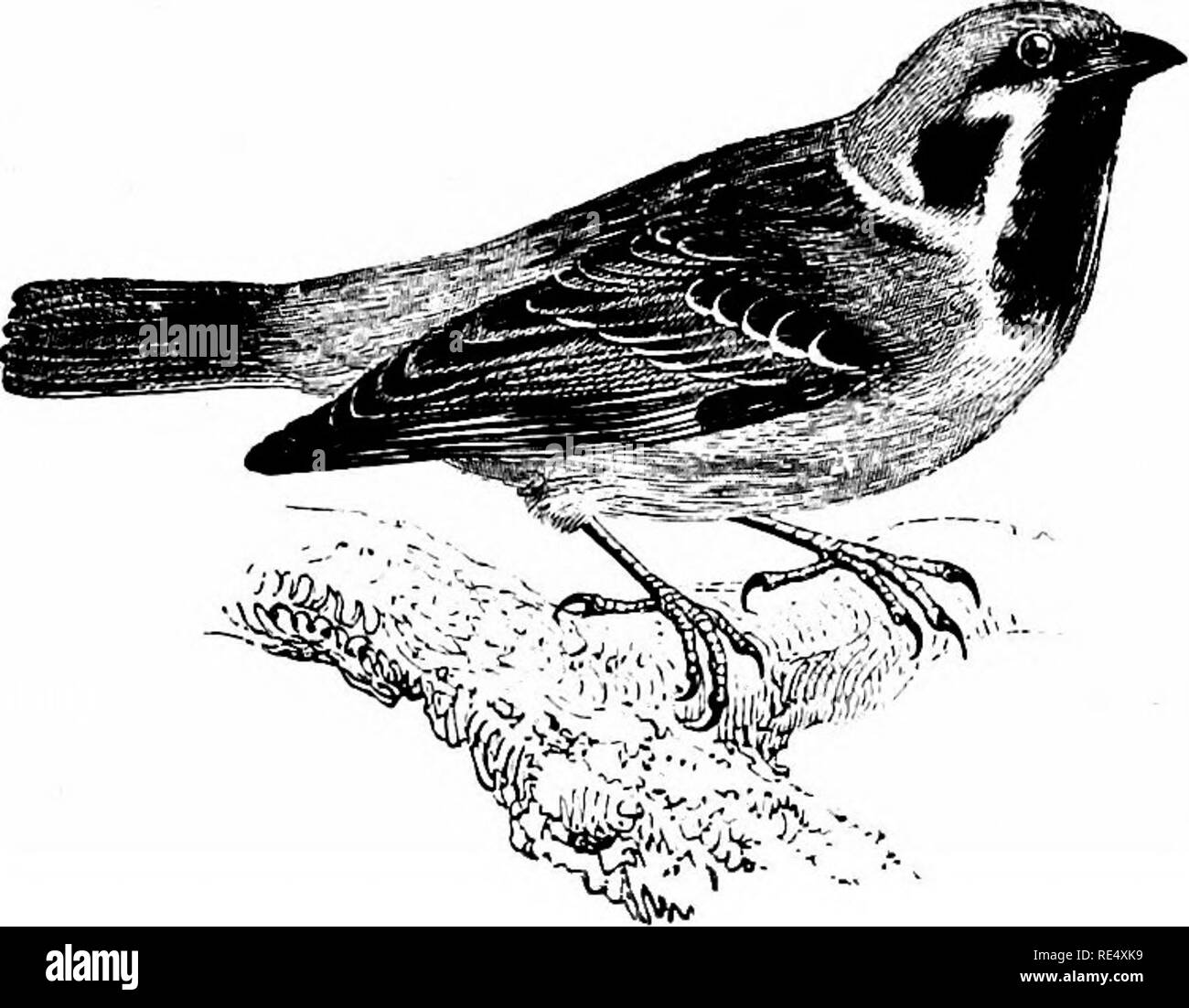 . Ein illustriertes Handbuch der britischen Vögeln. Vögel. FRINGILLIN ^.. Der Baum - Spatz. Passer montanus (Linnaeus). Die Tree-Sparrow ist seltener und mehr Lokale als die vorhergehenden Arten, aber es ist zweifellos ihr Angebot erweitert, nachdem vor kurzem - in der Äußeren Hebriden, einschließlich St. Kilda gefunden worden, und in Nordamerika Ronay, sowie in vielen anderen Orten, an denen es war nicht bekannt, in früheren Zeiten. Im Südwesten von England, ist noch un-common, und es ist nicht reichlich in Wales, obwohl es in Brecon Rassen; während es sehr lokalen in Lancashire und Cumberland. Es ist wahrscheinlich reichlich in Cambridgeshire Stockfoto