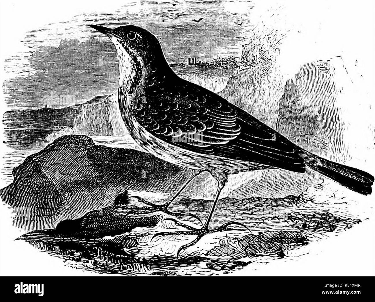 . Ein illustriertes Handbuch der britischen Vögeln. Vögel. MOTACILLID^. 143. Die Felsen - Pieper. Anthus obsctJrus (Latham). Die Rock-Pipit ist ein Bewohner Arten in der Britischen Inseln, wo es ist im Wesentlichen ein Ufer - Vogel; im Allgemeinen frequentieren, während der Zucht-Saison, die Teile des Meeres, die felsigen Natur; obwohl im Herbst und Winter ist auf Salz - Sümpfen und in den schlammigen Flussmündungen, wo es mit Algen gefunden wird. Entlang der Ostküste eine Migration nach Süden im Oktober bemerkt hat. In Schottland und Irland der Vogel ist reichlich in geeigneten Gemeinden. Die Rock-Pipit bewohnen Stockfoto