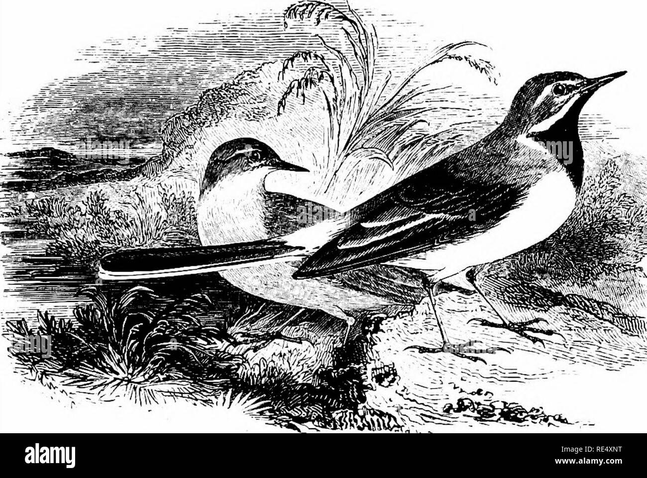 . Ein illustriertes Handbuch der britischen Vögeln. Vögel. MOTACILLID/E. Ich 2 S. Die GEBIRGSSTELZE. MoTACiLLA melan 6 Pe, Palks. Dieses schöne Arten, leicht erkennbar durch die gelbe Farbtöne der unter Teile und seiner außergewöhnlich langen Schwanz, wohnhaft ist, oder teilweise wandernden, während diejenigen Teile der britischen Inseln, wo Bäche in der Nähe von Bergen gefunden werden, oder sogar Hügel; aber auf dem flachen Land und Meer ist es vor allem ein Besucher auf Migration und im Winter. Er brütet regelmäßig in Cornwall, Devon, Somerset, Dorset und verwelkt; und sparsam in Hampshire, Surrey, Sussex, Kent, Buck Stockfoto