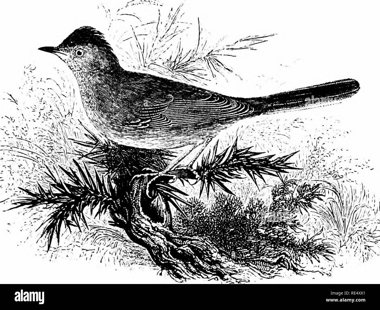 . Ein illustriertes Handbuch der britischen Vögeln. Vögel. SYLVIIN^. 55. Die DARTFORD WARBLER. Sylvia undAta (boddaert). Diese Warbler leitet seinen trivialen Namen aus der Tatsache, dass es erste war in der Nähe von Dartford 1773, durch Latham; aber Spätere Forschung hat gezeigt, dass, obwohl die Lokalen ist es generell distri - in England als buted war für eine lange Zeit. Für ein wenig Wandern, kann es als residente Arten im Süden, vor allem frequentieren furze - überdachte Commons beschrieben werden; und, anscheinend, erweitert die sowohl nach Westen und nach Norden der späten Jahre. Es ist bekannt in Ne zu züchten. Stockfoto