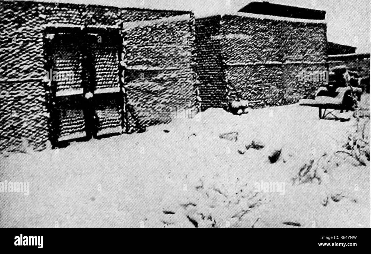 . Der nationale Standard squab Buch. Tauben. Anhang G 361 hungrige CALt für JUNGVÖGEL in MOin'ANA, von W. M. Safley, die wir in der Sitzfläche, die im Mai 1908 begonnen, mit zwei Hundert der Ply-Mund Rock Extra Homers. Wir haben jungvögel die meiste Zeit da verkauft, aber haben vier hundert, von denen etwa zwei hundert und fünfzig sind bei der Arbeit gespeichert. Wir haben über 40 verkauft - fünf Dutzend Jungvögel seit Juni 1. 1909. Es gibt keine Schwierigkeiten mit der Markt hier in Montana. Wir haben Viertel für tausend Vögel und ex-Pect bald die Häuser zu füllen, ich bin in der budness zu bleiben. Wir M" Derzeit erhalten $ 3,50 pro Dutzend fo Stockfoto