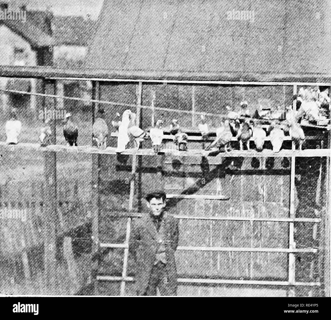 . Der nationale Standard squab Buch. Tauben. 300 ANHANG G. HERR HAUSHALTER UND SEINE GROSSE PLYMOUTH ROCK HOMERS. SQUAB ZUCHT FÜR EINEN AUFENTHALT-ZU HAUSE MANN, von Charles E. Steward. Vor drei Jahren habe ich heute mit Herz Mühe angeschlagen wurde und nicht in der Lage alle Arbeiten eines Kontos zu tun, saß ich um das Haus herum und tat nichts, aber Sorgen über meine Probleme so dass ich dachte, ich würde ein Paar homers zu halten, mein Geist besetzt. Ich schickte nach Boston für 25 Paare von Homers und ein paar Cameaux. Heute habe ich zwei Hundert homers und 20 Carneaux. Letzten Sommer habe ich gehalten 80 Knaben für Züchter, alle Verbot Stockfoto