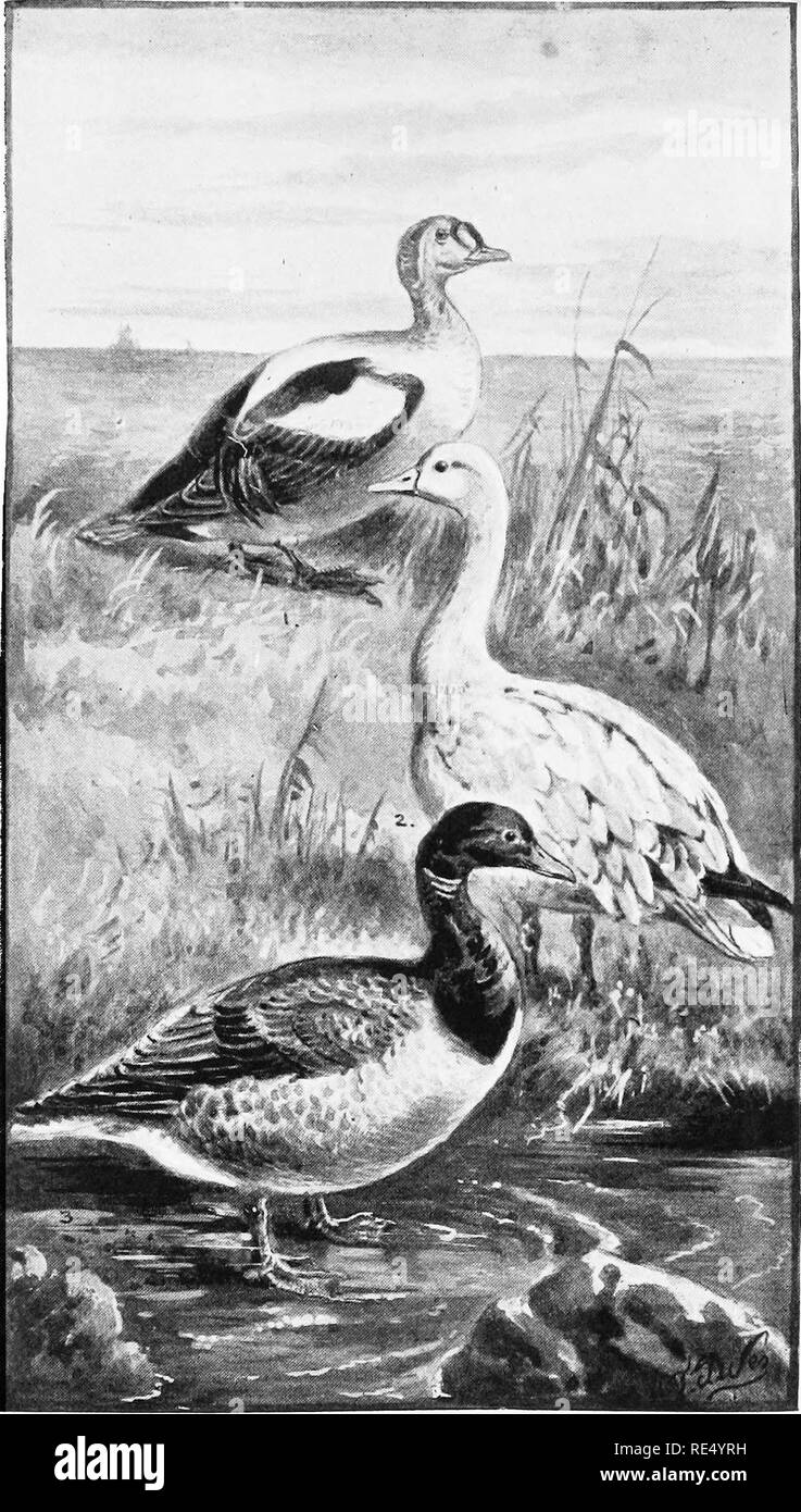 . Das Spiel Vögel und wilde Vögel der Britischen Inseln; ein Handbuch für den Naturforscher und Sportler. Spiel und Spiel - Vögel, Vögel. I. KÖNIG EIDEF. 2. Zwergschneegans. WHITE-BELLIED BRENT GOOSE.. Bitte beachten Sie, dass diese Bilder sind von der gescannten Seite Bilder, die digital für die Lesbarkeit verbessert haben mögen - Färbung und Aussehen dieser Abbildungen können nicht perfekt dem Original ähneln. extrahiert. Dixon, Charles, 1858 -. London, Chapman und Hall Stockfoto