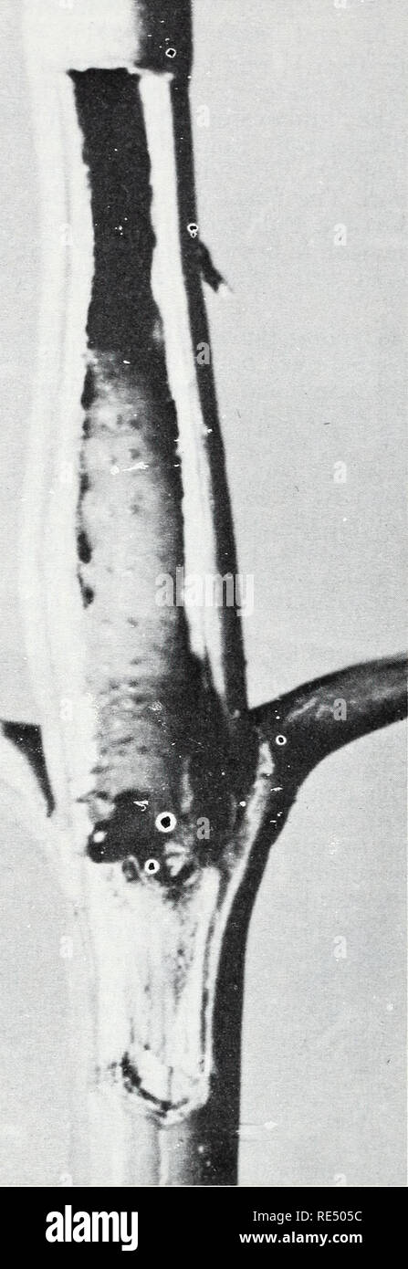 . Östlichen Wald Insekten. Wald Insekten. F -500805 Abbildung 146.-Larve des boxelder Zweig Borer, Proteo - Teras bereit, Ana, in einer Box - elder stammen. Junge Larven einzeln beim Öffnen der Knospen im Frühjahr oder auf Ausschreibung terminal Nadeln, die sie Web zusammen. Einige Puppen sind auf das Laub der Bäume gefunden, aber die meisten kommen sofort direkt unterhalb der Erdoberfläche. Der Winter ist im Ei erfolgreich durchlaufen hat, und es gibt eine Generation pro Jahr. Zeiraphera diniana Gn. erfolgt vollständig über den südlichen Kanada und vielleicht in der nördlichen Ebene der Staaten. Es scheint, Lärche und Fichte zu bevorzugen, aber Sever Stockfoto