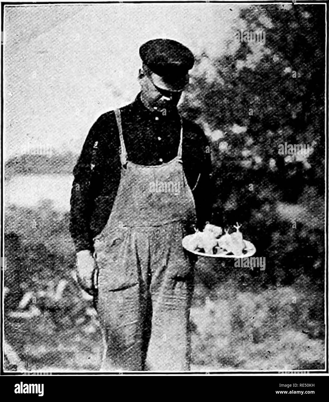 . Der nationale Standard squab Buch. Tauben. Die starten. In diesem Bam, der Kunde, dessen Bild auf dieser Seite gedruckt" seinen Anfang. Es ist immer noch in Gebrauch, aber der größere Teil seiner Zucht ist in einer langen mehrere Hnit Haus in der Nähe. Nach einem Jahr erfolgreichen Test er baut ein Haus, drei hundert Paare. Die pigeoas erhielt ich von Ihnen ein wenig mehr als ein Biegen sie vor Haben doin^ fein gewesen. Bin jetzt (April, 1907) Gebäude^ ein Haus drei hundert Paare unterzubringen. Anbei finden Sie für $ 23.04, für die Bitte senden Sie mir zwei Brutto der Faser nest-Schalen. Ich habe eine Pict ure von meinem neuen Haus genommen Stockfoto