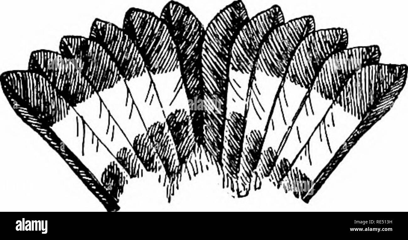 . Die Vögel des östlichen Nordamerika bekannt östlich des 19. Meridian auftreten ... Vögel. Kopf und Schwanz, Schwarz und Schnäpperrohrsänger. Krone, stumpf grau; zurück, Olive grün; Hüfte und Bauch, Gelb; Schwanz featliers, mit weißen Flecken in tlie Mitte. Schwarz und Schnäpperrohrsänger. Maculosa Dendroica. Siehe Nr. 500. Underparts, hell gelb; Krone, Gelb; Rücken und Keule, helle Olivgrün; einen schmalen schwarzen Streifen von Bill auf Augenhöhe. Blue-winged Warbler. Helminthophila pinus (männlich). Siehe Nr. 487.. Bitte beachten Sie, dass diese Bilder extrahiert werden aus der gescannten Seite Bilder, die digital verbessert wurden für Re Stockfoto