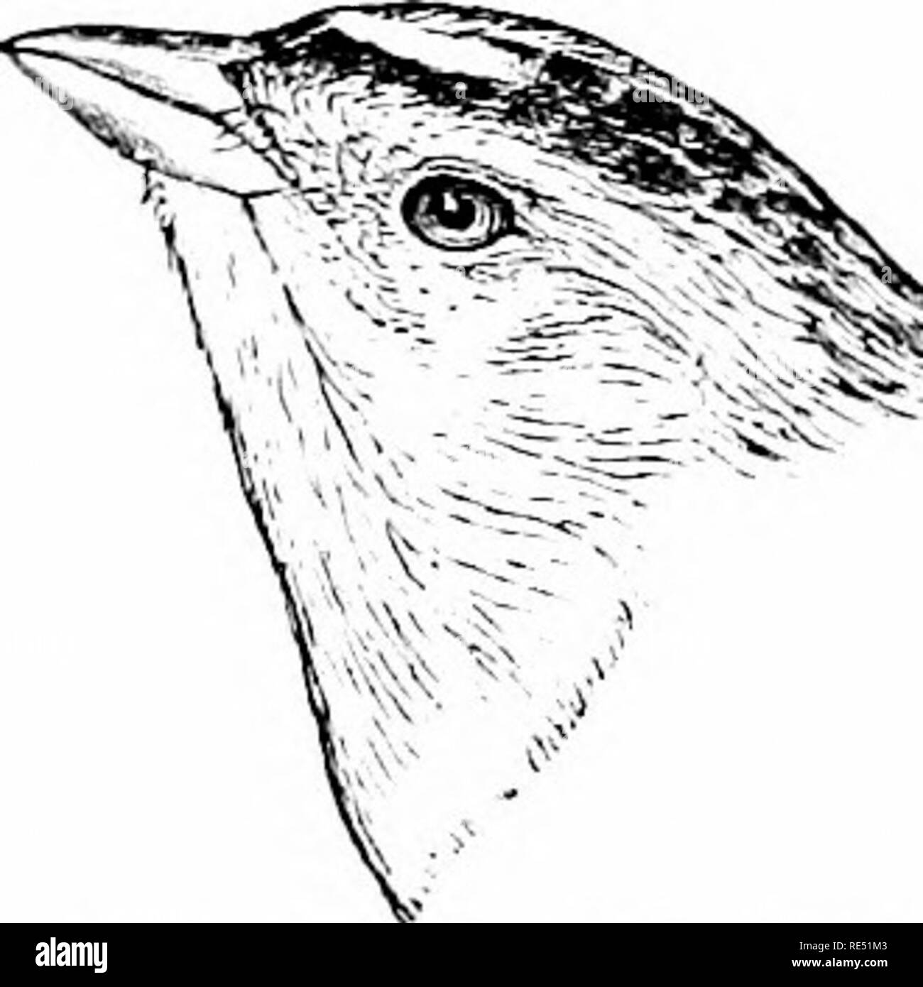 . Die Vögel des östlichen Nordamerika bekannt östlich des 19. Meridian auftreten ... Vögel. 22 KEV BIS DIE VÖGEL DER ÖSTLICHEN NORDEN AMEKICA. Familie FRINQILLID^. Spatzen, Finken, fichtenkreuzschnabel, etc. Erste primäre, nicht kurz, nie weniger als zwei Drittel so lang als zweite oder dritte; Bill, Stout und Konischen; Nase hoch, in der Nähe der culmen;PRI-maries, 9; Tarsus, abgeflacht. Gruppe 1, Flügel, 1,75 und 2,13 Zoll lang.. ^^^^ Nach oben von Kopf, schwärzlich, mit tawny Streifen in der Mitte^^", "^ und tawuy Streifen über eaeh Auge. Die leconte Spatz. Ammodramus leconteii. Siehe Kg. 413. Ainniotl anius lecDntcii.. Plädoyer Stockfoto