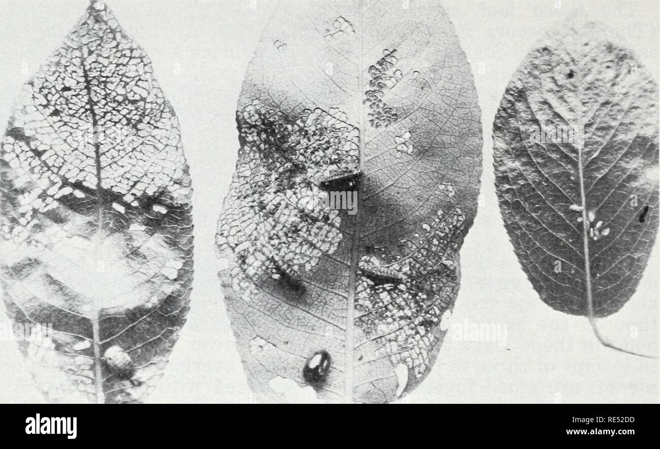 . Östlichen Wald Insekten. Wald Insekten. Mit freundlicher Genehmigung CONN. AGR. EXPT. STA. Abbildung 42.- Erwachsene, Larven und Puppen der importierten Willow leaf Beetle, Plagiodera versicolora. Hinweis skeletonization der Blätter von Larven und Löcher in den Blättern von Erwachsenen gegessen. weiter nach Süden. Stark befallene Bäume vielleicht ganz braun werden bereits Mitte Juni. Ein hohes Maß an natürlichen Kontrolle wird durch die importierte pupal Parasit ausgeübt, Schizonotas sieboldi (Ratzeburg) (203). Extrem kalten Wintern sind auch tödlich für Erwachsene nicht gut geschützt. Systena marginalis (111) Feeds auf Eiche in den Mittleren Westen und an Cypress i Stockfoto